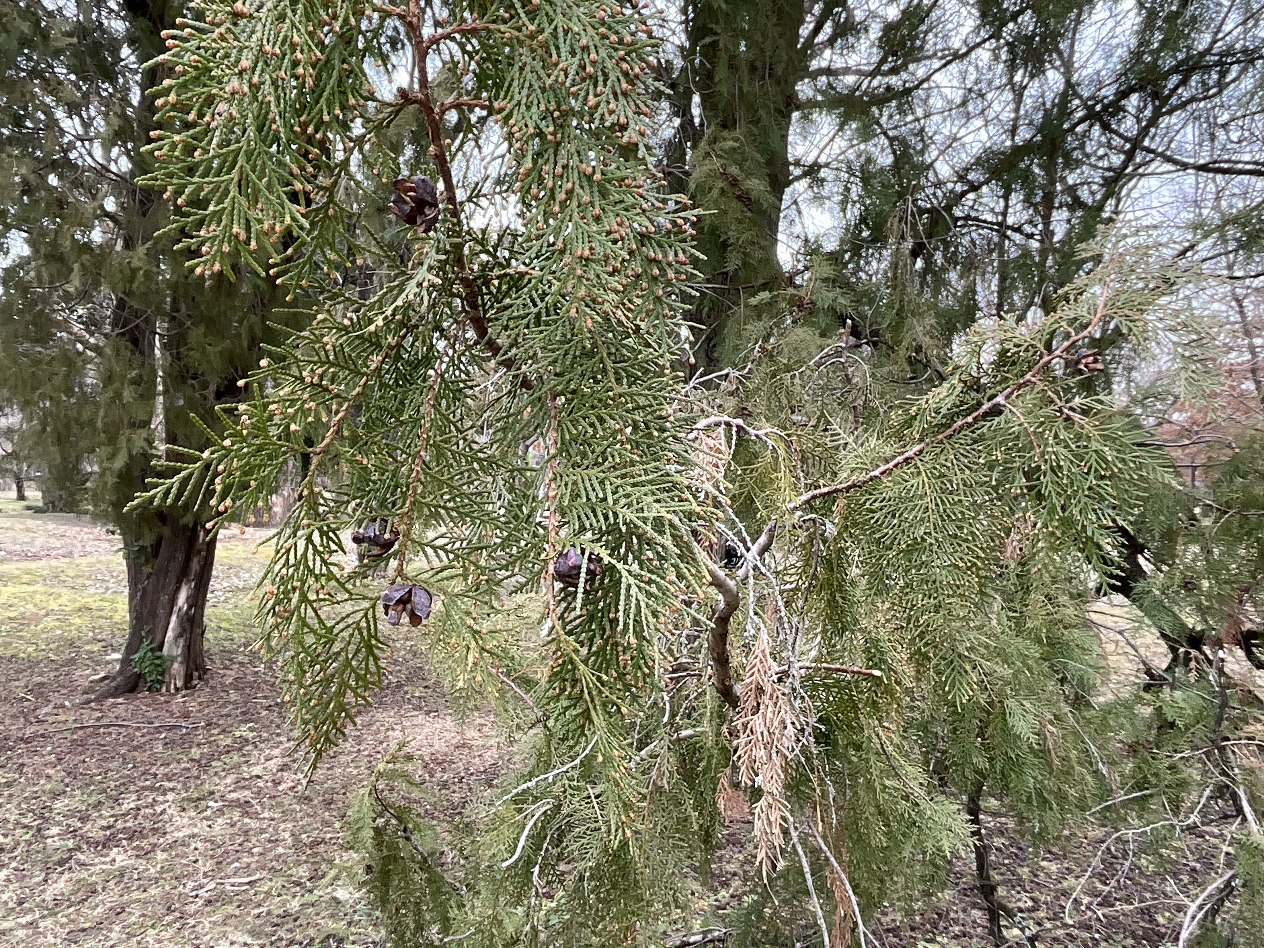 コノテガシワ（京都府立植物園）：2026年2月25日（水）｜藤井秀昭