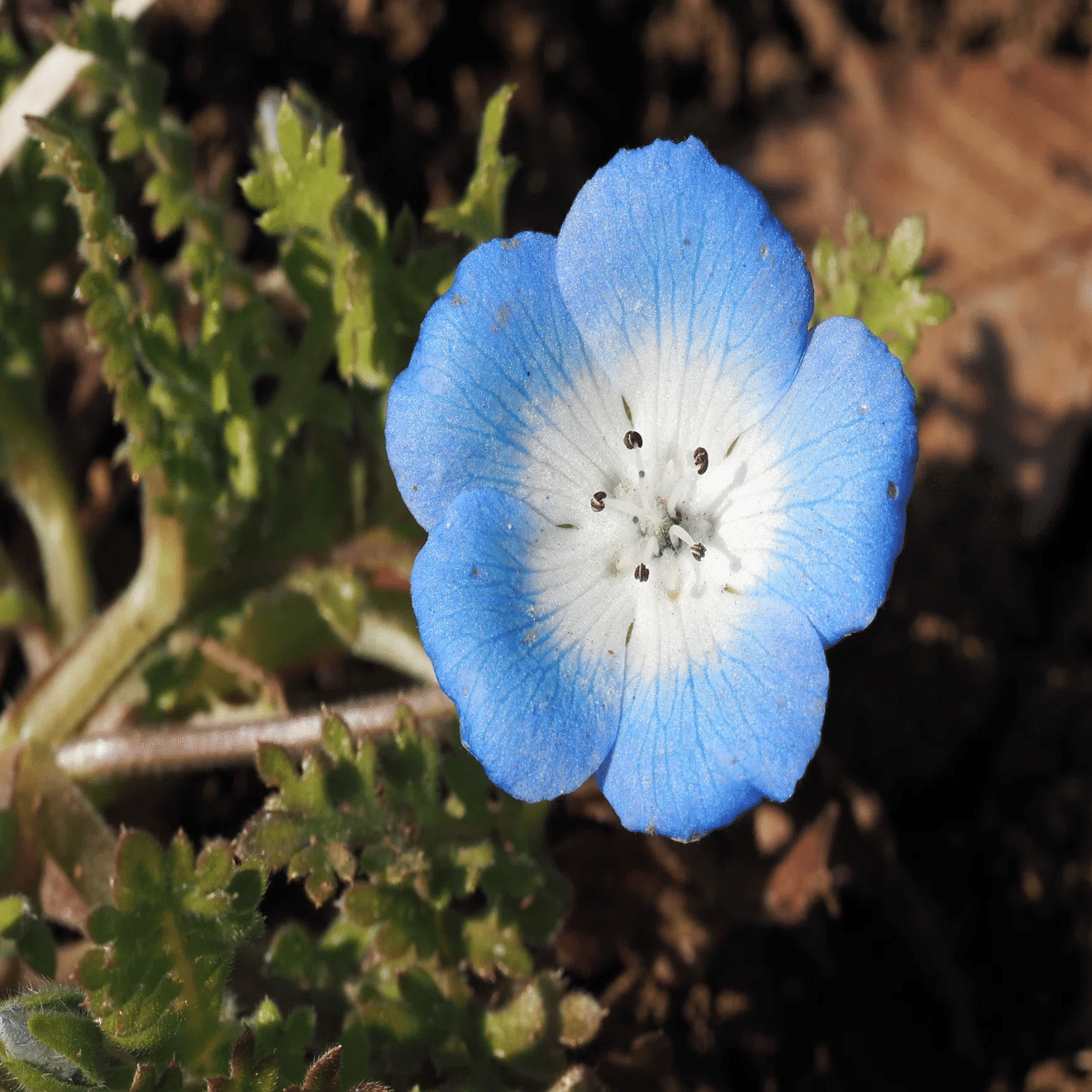 足元に広がる青い小宇宙〜オオイヌノフグリが教えてくれた「したたかな