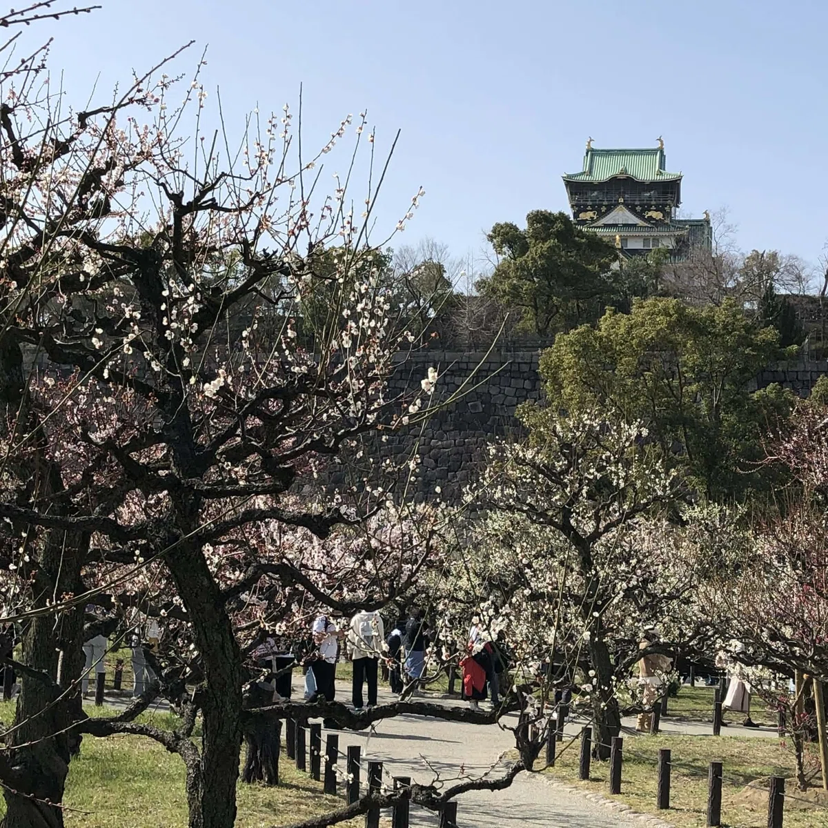 梅林|SAKURA