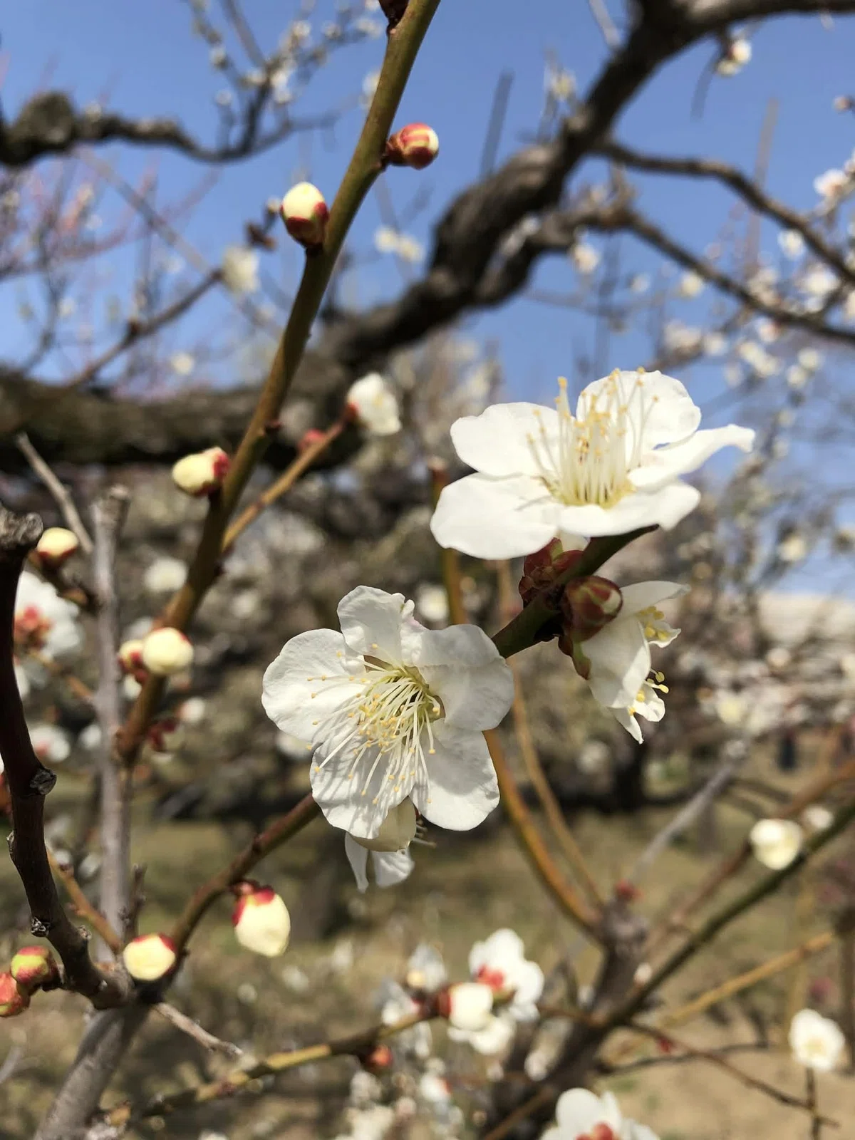 梅林|SAKURA