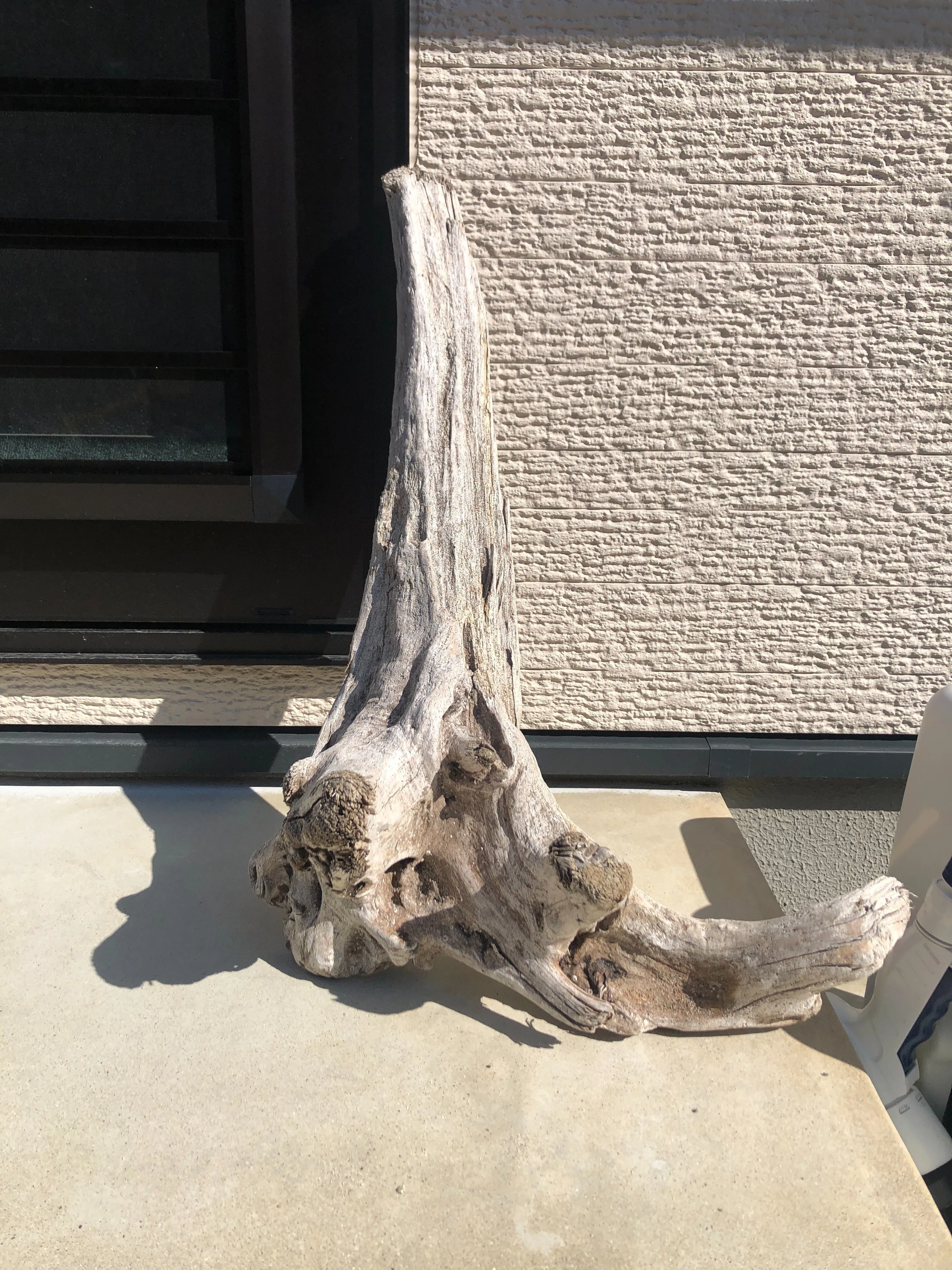 180cm水槽に、運命の流木を迎える｜ゆったり水槽タイム｜まっつん