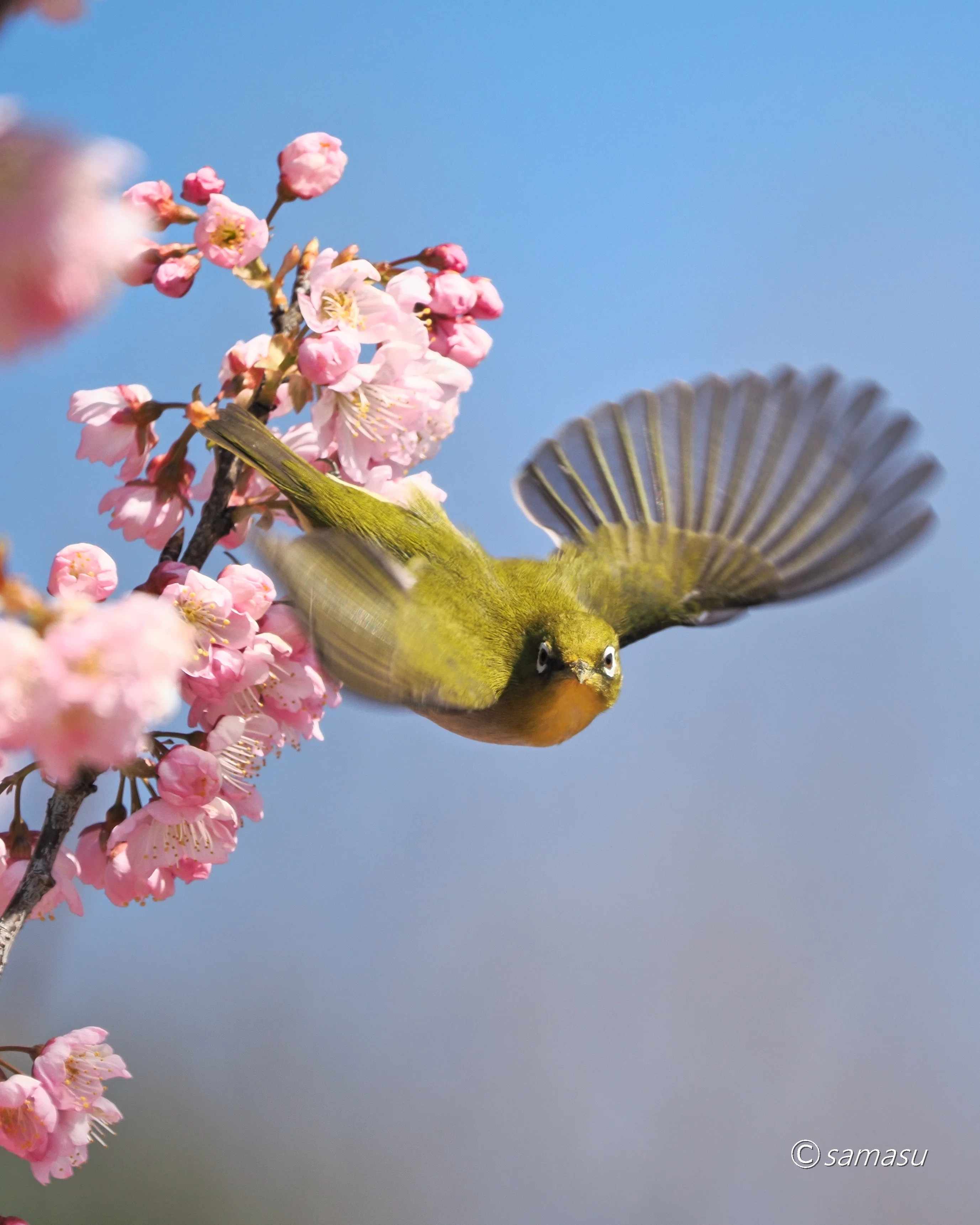 身近な鳥さん】#04｜メジロ｜Birding|バードウォッチング｜BIRD TRIBE