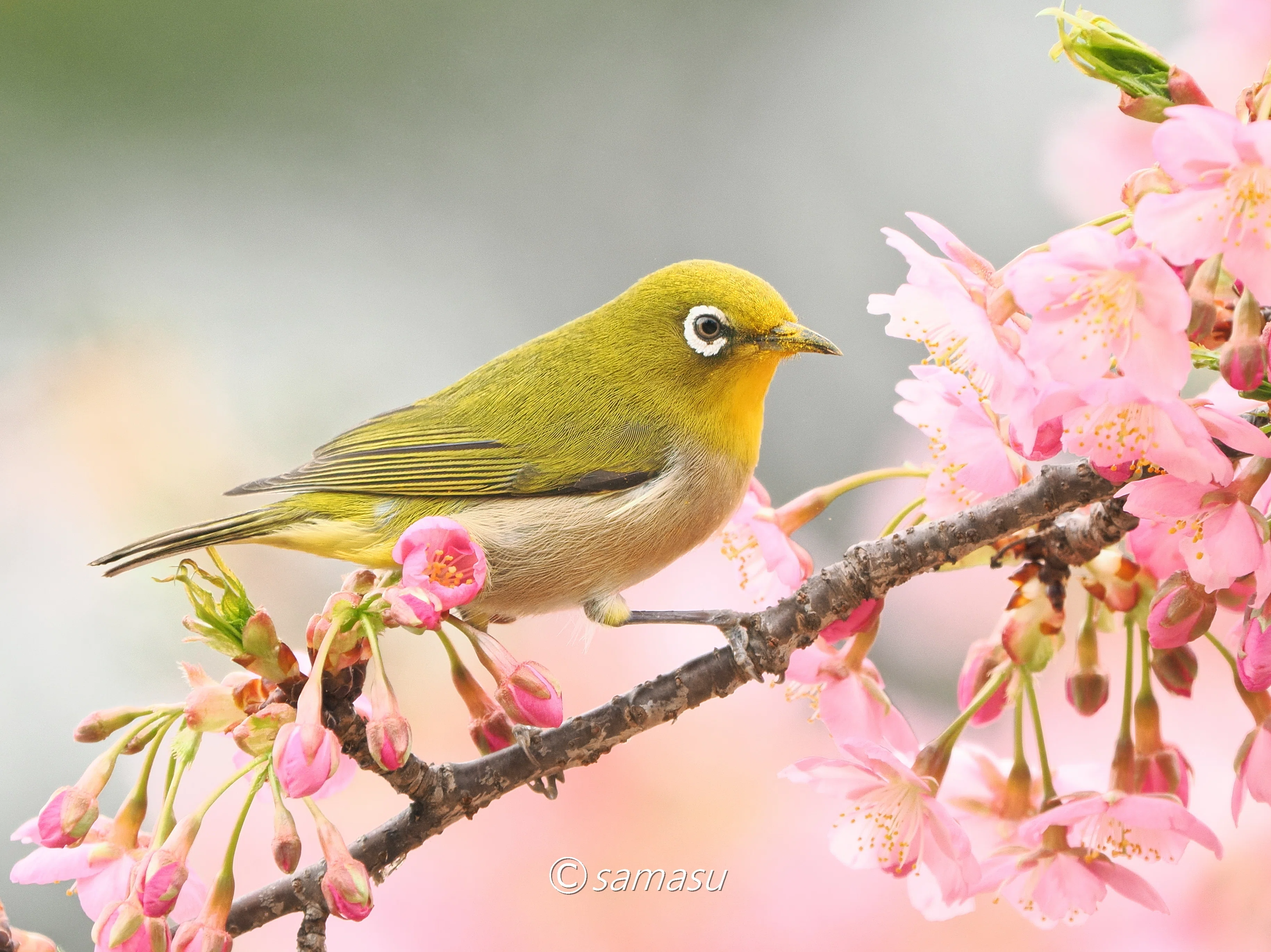 身近な鳥さん】#04｜メジロ｜Birding|バードウォッチング｜BIRD TRIBE
