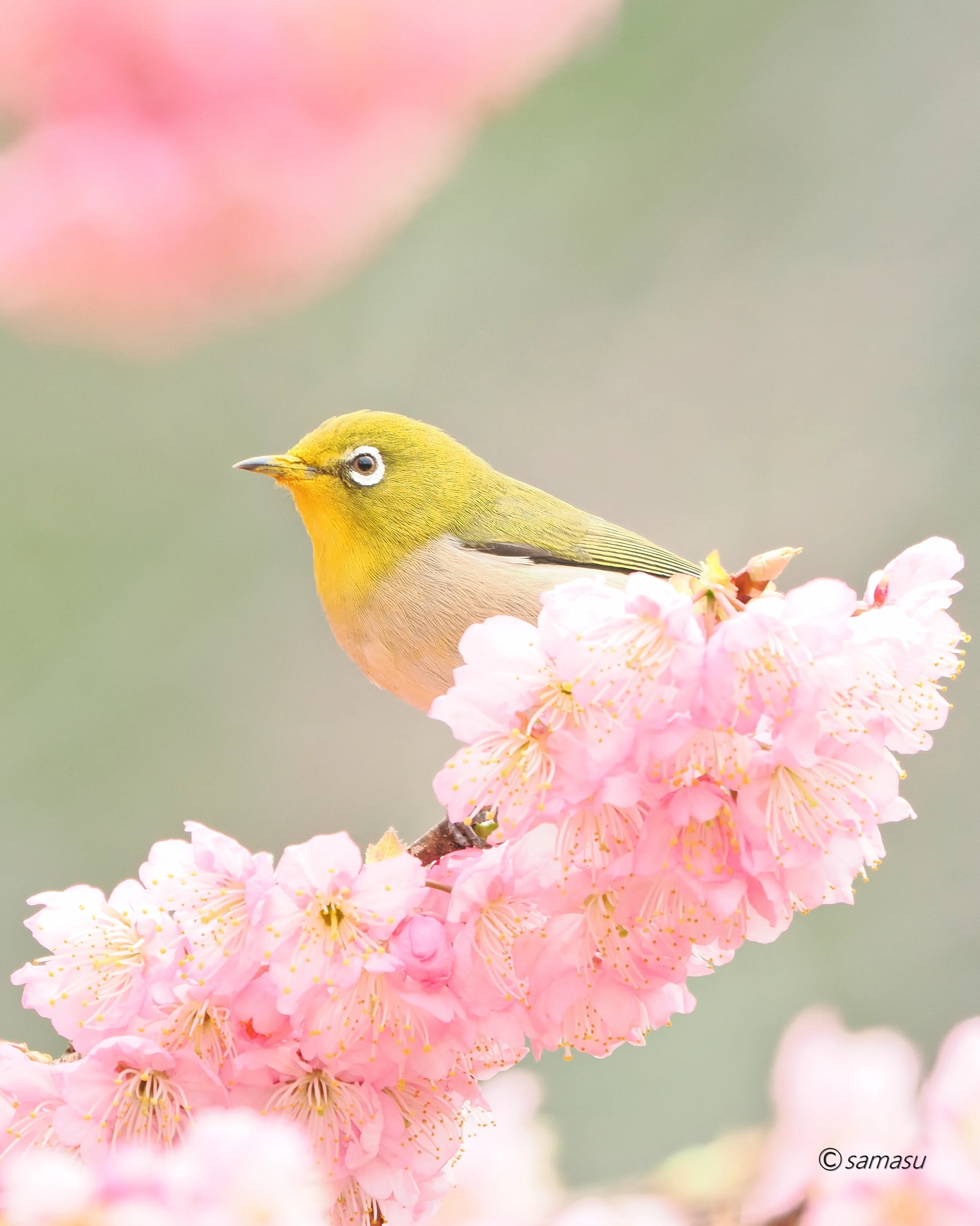 身近な鳥さん】#04｜メジロ｜Birding|バードウォッチング｜BIRD TRIBE