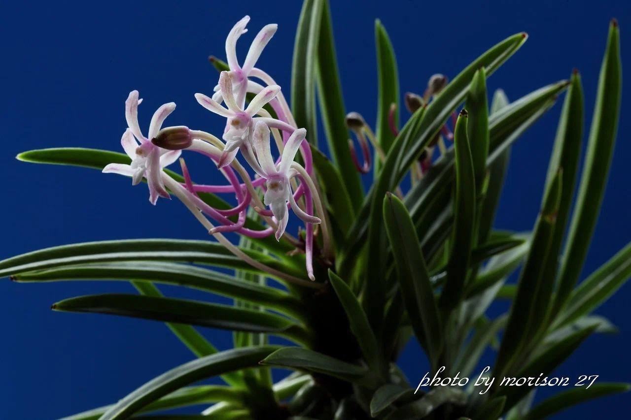 富貴蘭「紫 福」の花（過去の画像倉庫から）｜KJ Morison