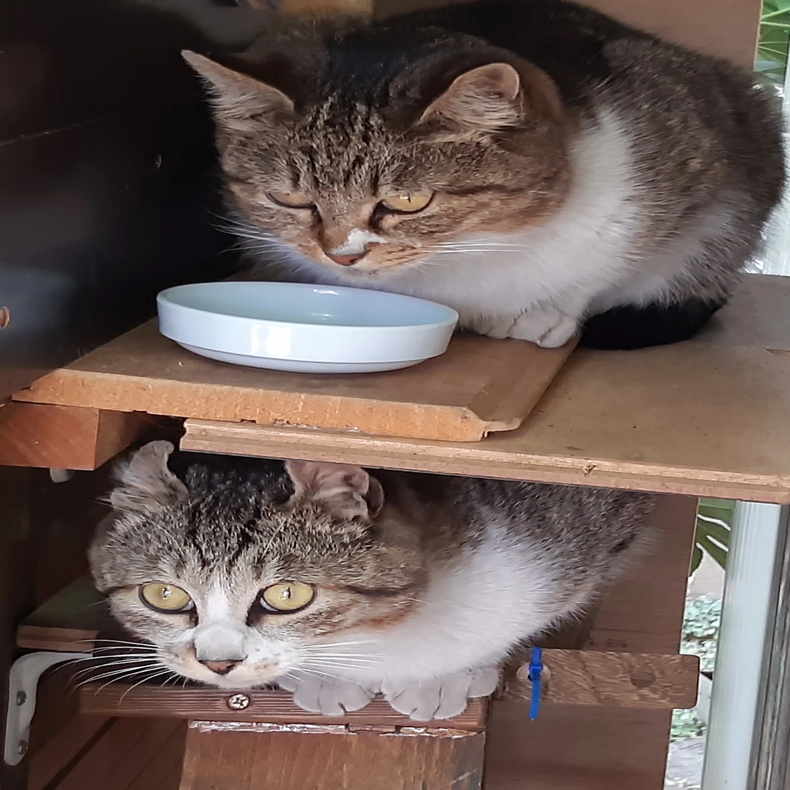なくなってしまった真上の花｜猫じい