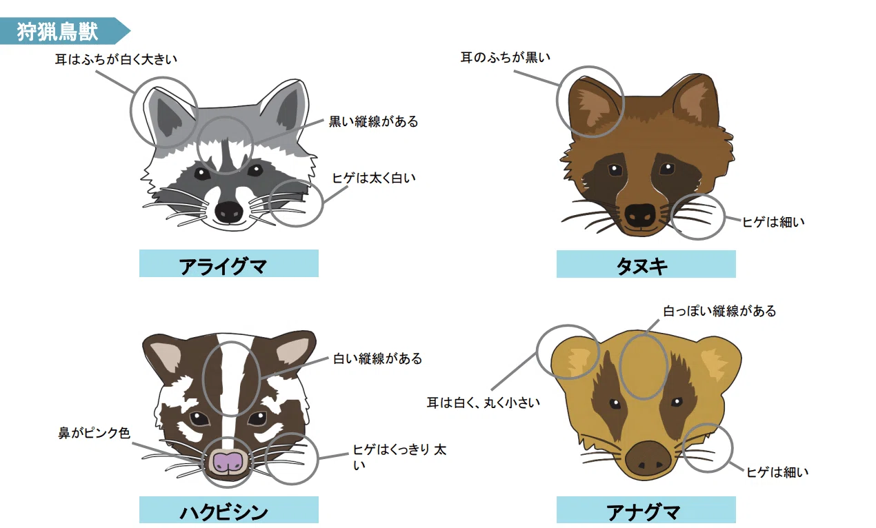 ハクビシン タヌキ 違い