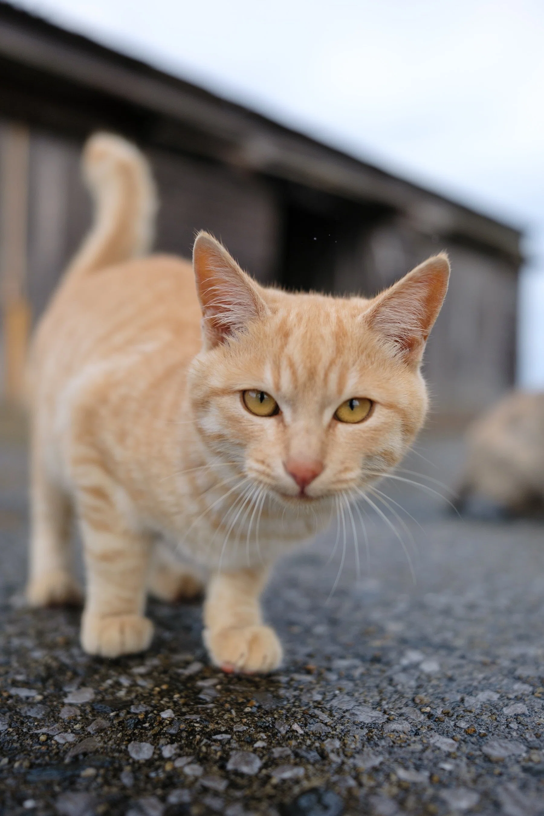 広角でボカす FUJIFILM フジノンレンズ XF18mmF1.4 R LM WR で撮る猫
