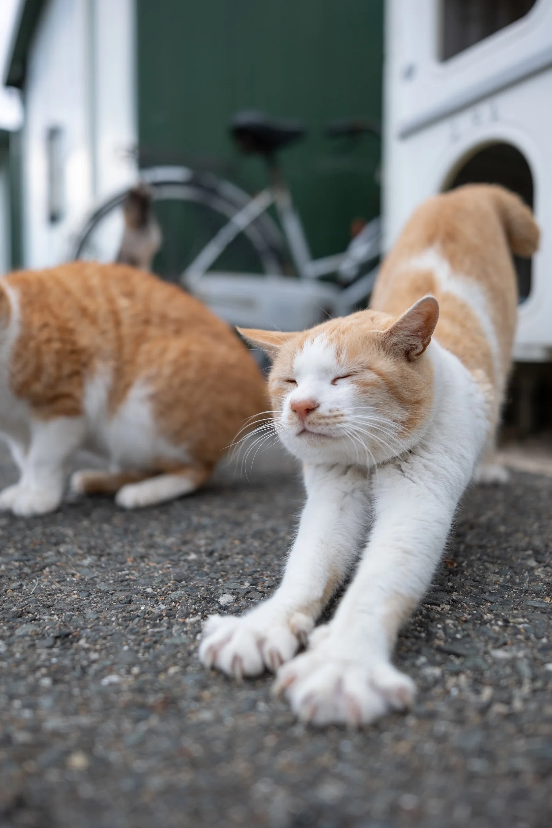 広角でボカす FUJIFILM フジノンレンズ XF18mmF1.4 R LM WR で撮る猫