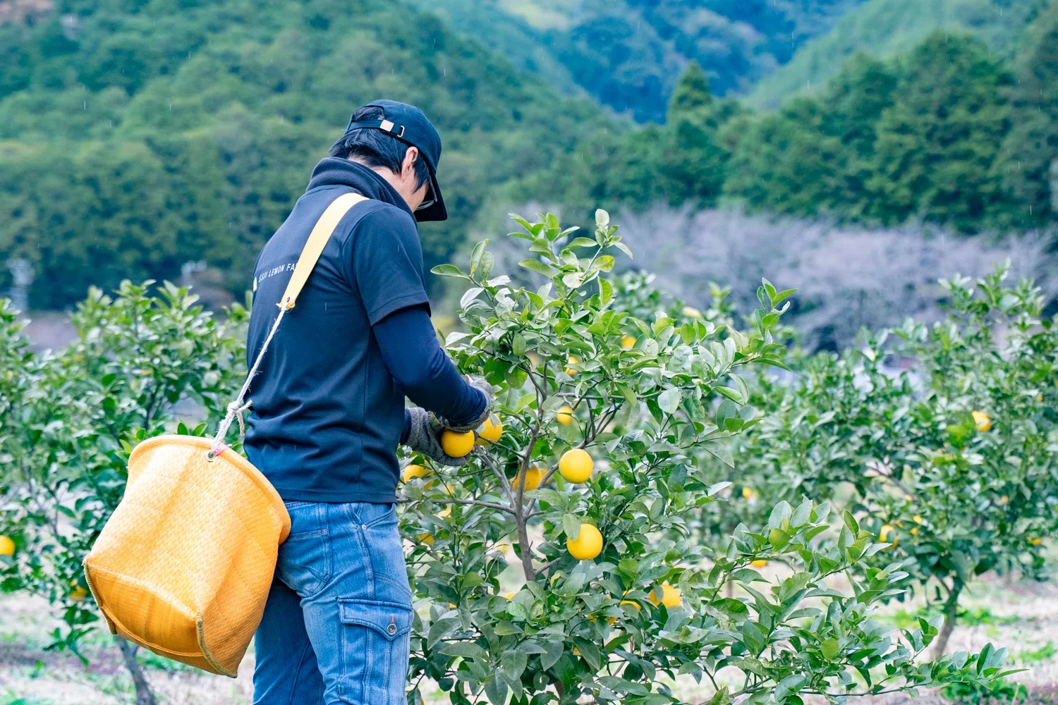 この町のレモンは、少しだけやさしい｜【公式】三重県 紀北町 ふるさと