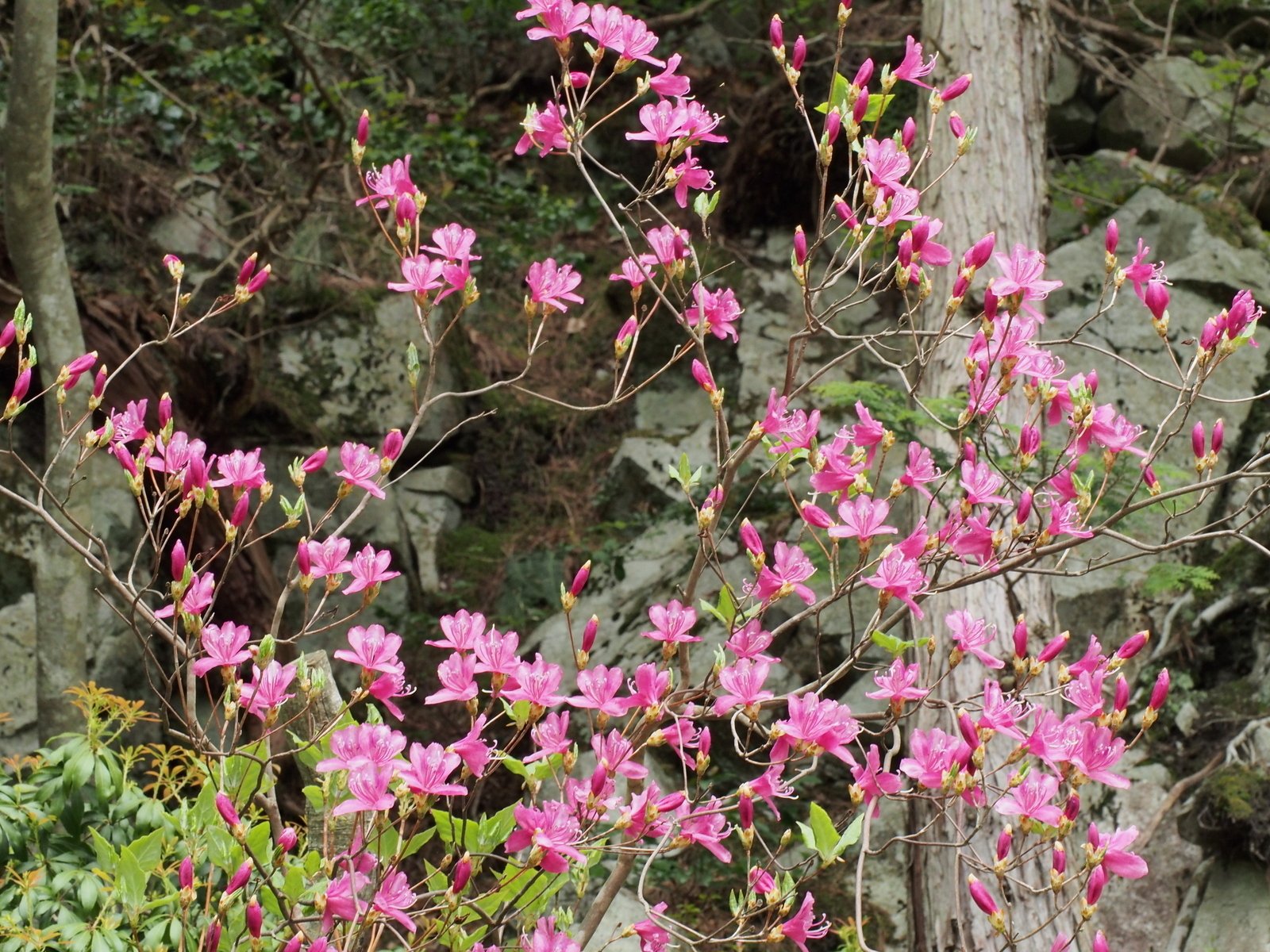 255．比良山系のツツジ｜sasayan