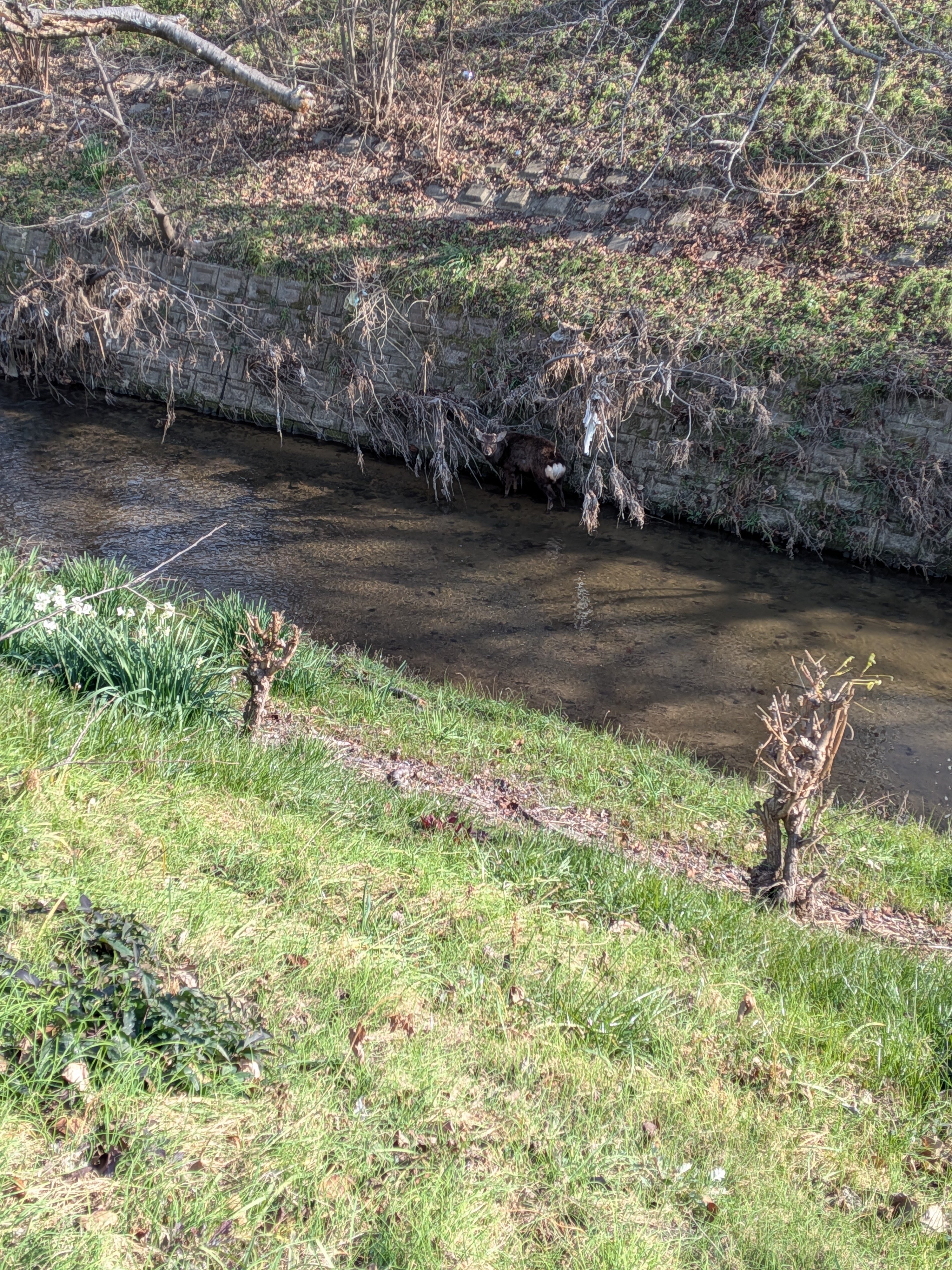 奈良の鹿さん🦌に近くで会えた｜宇宙R
