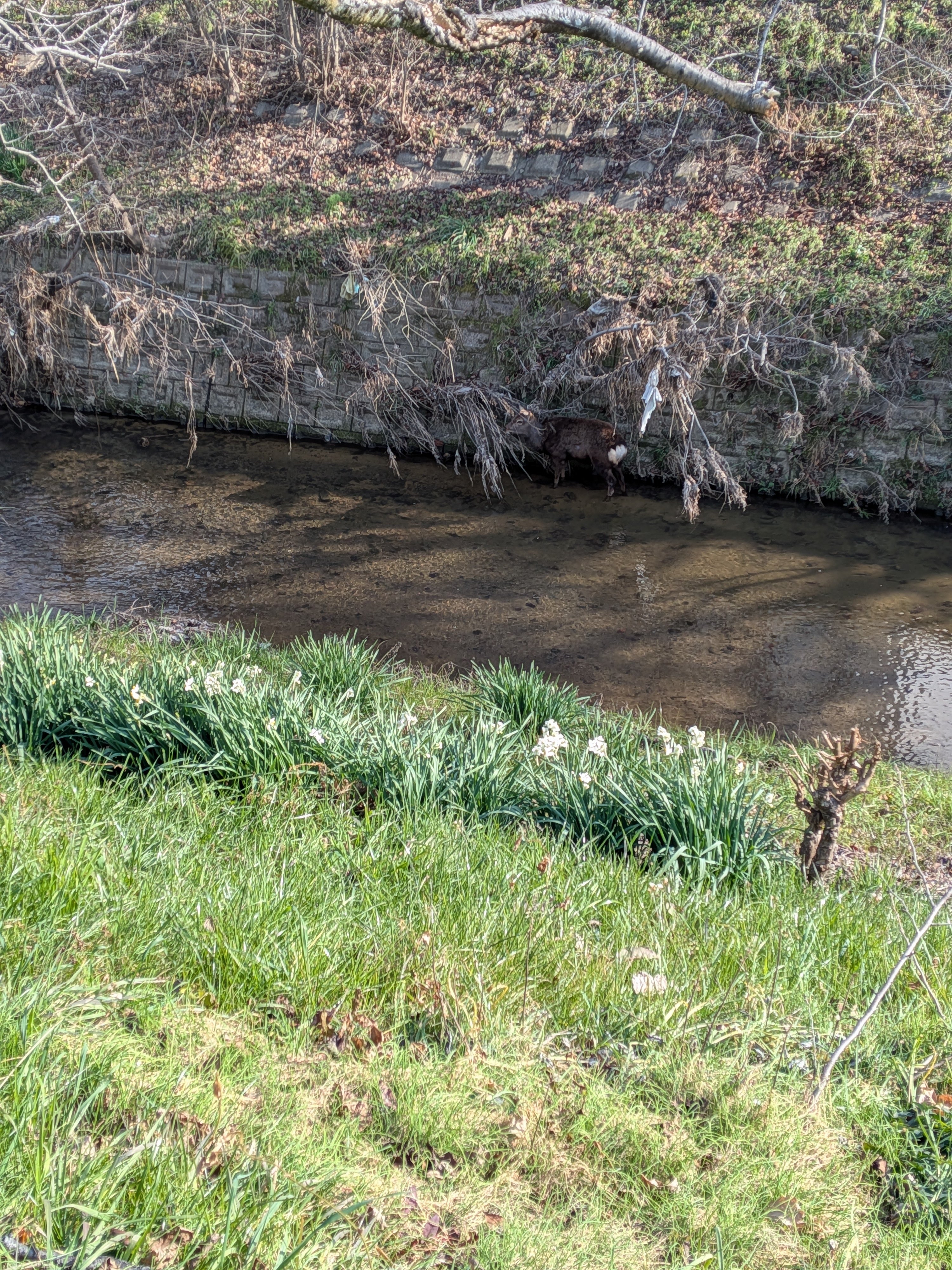 奈良の鹿さん🦌に近くで会えた｜宇宙R
