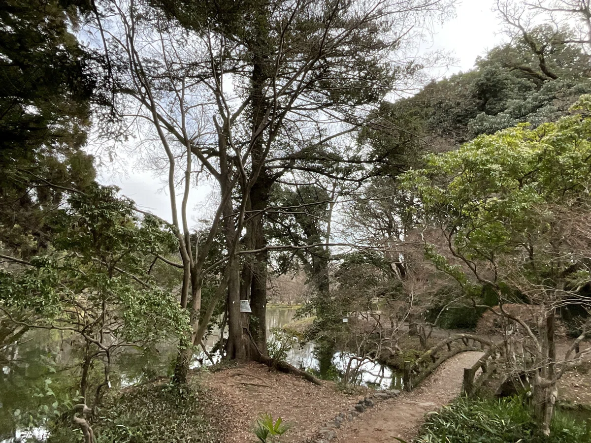 連理の枝(京都府立植物園)No.141:2026年2月22日(日)|藤井秀昭(『京都居候叢書』著者)