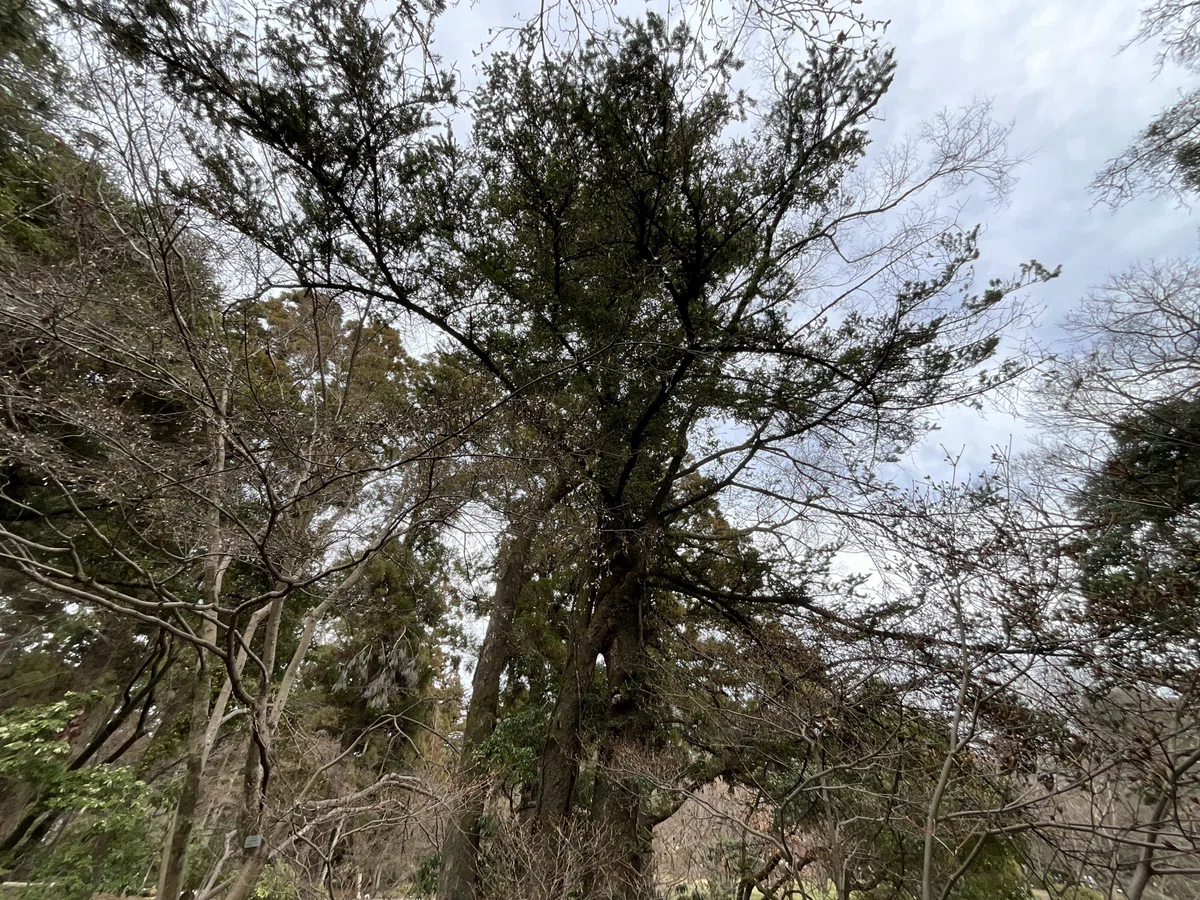 連理の枝(京都府立植物園)No.141:2026年2月22日(日)|藤井秀昭(『京都居候叢書』著者)