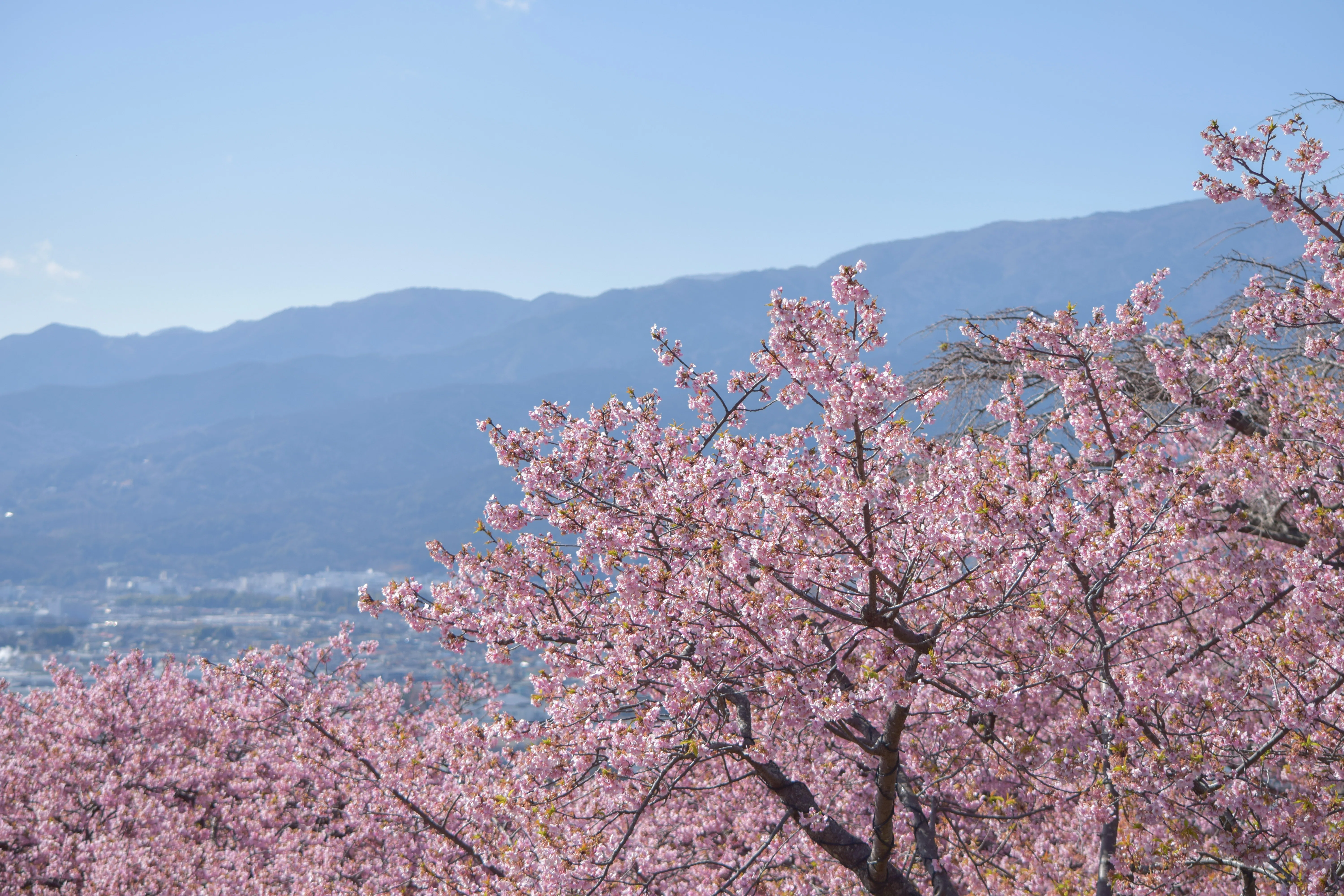 河津桜を見にいきたい！片道3時間の突発1人写真撮影｜まつだ桜まつり