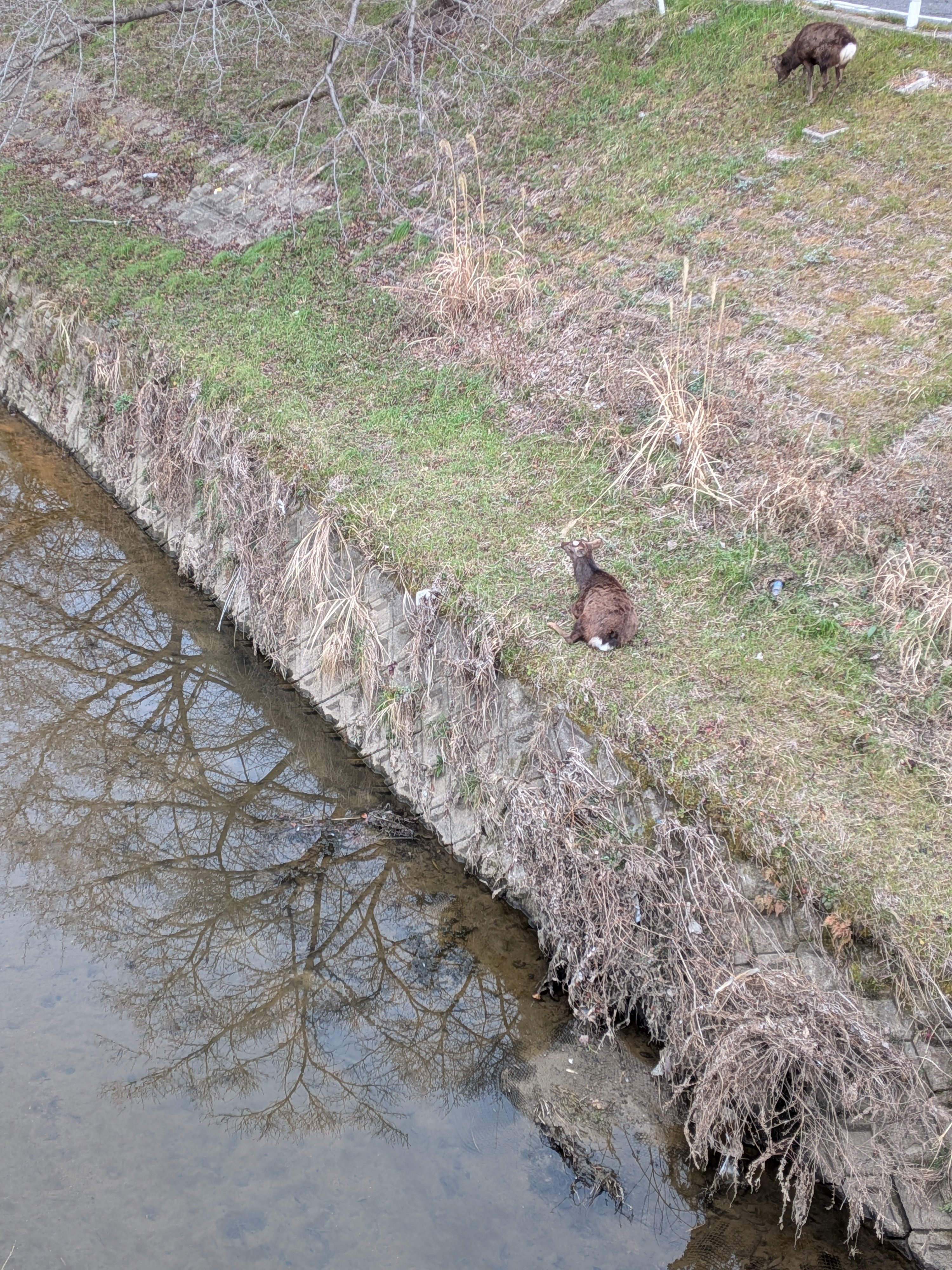 奈良の鹿さん🦌に近くで会えた｜宇宙R