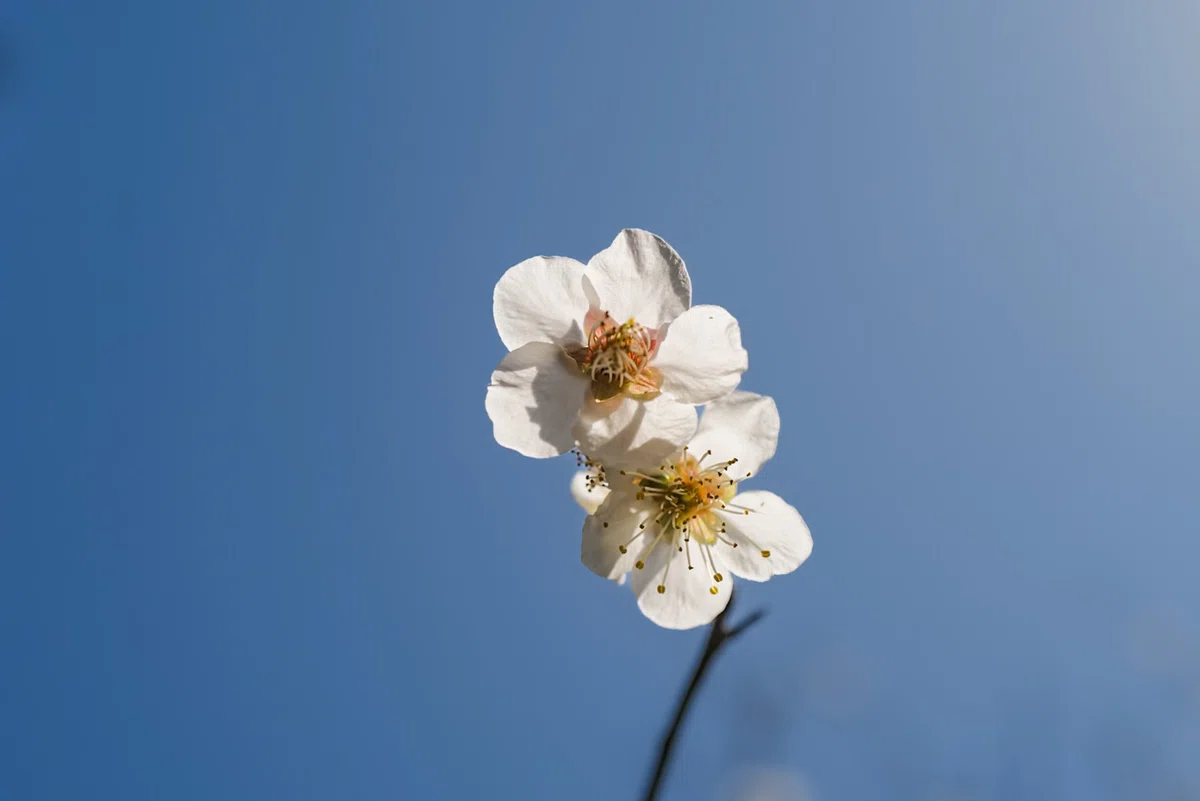 雲一つない青空を背景に凛と咲く、京都御苑・猿が辻東側の「薩摩寒桜（さつまかんざくら）」。春の陽光を受けて透き通るような白い花びらと黄色いしべが、深い空の青色と美しいコントラストを描いているクローズアップ写真。