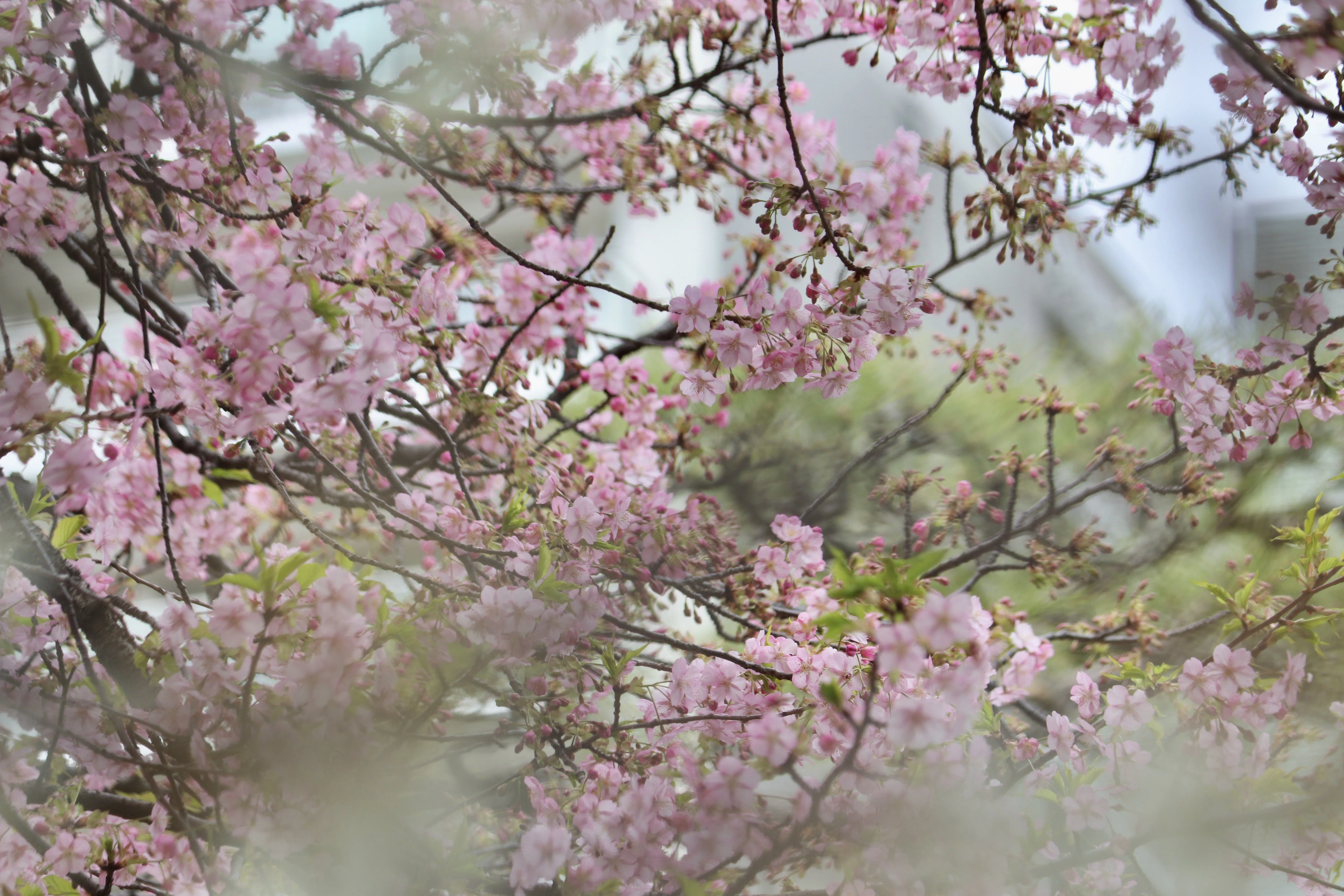 2026八芳園の桜速報2】河津桜が見頃を迎え、日本庭園に春の訪れを