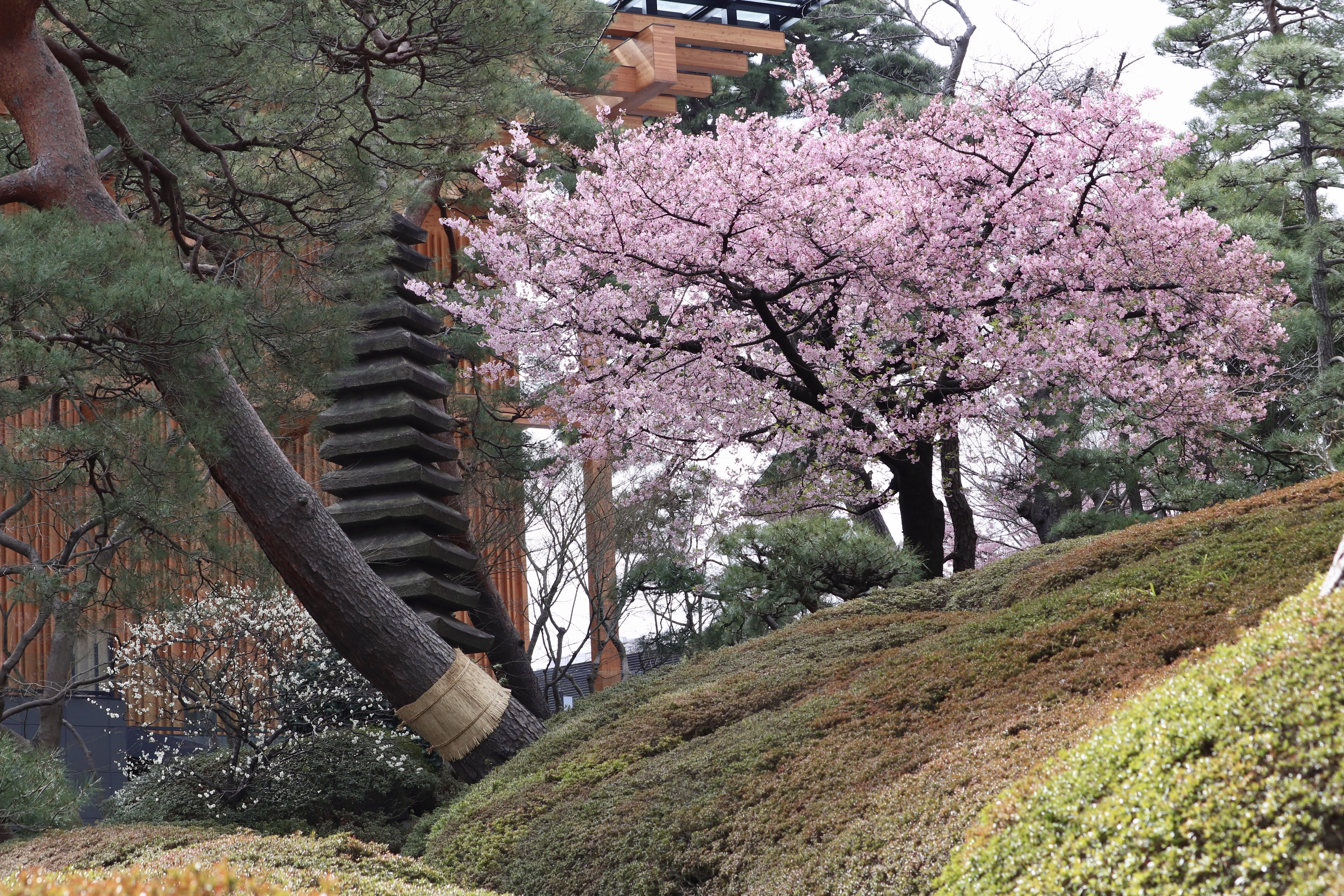 2026八芳園の桜速報2】河津桜が見頃を迎え、日本庭園に春の訪れを