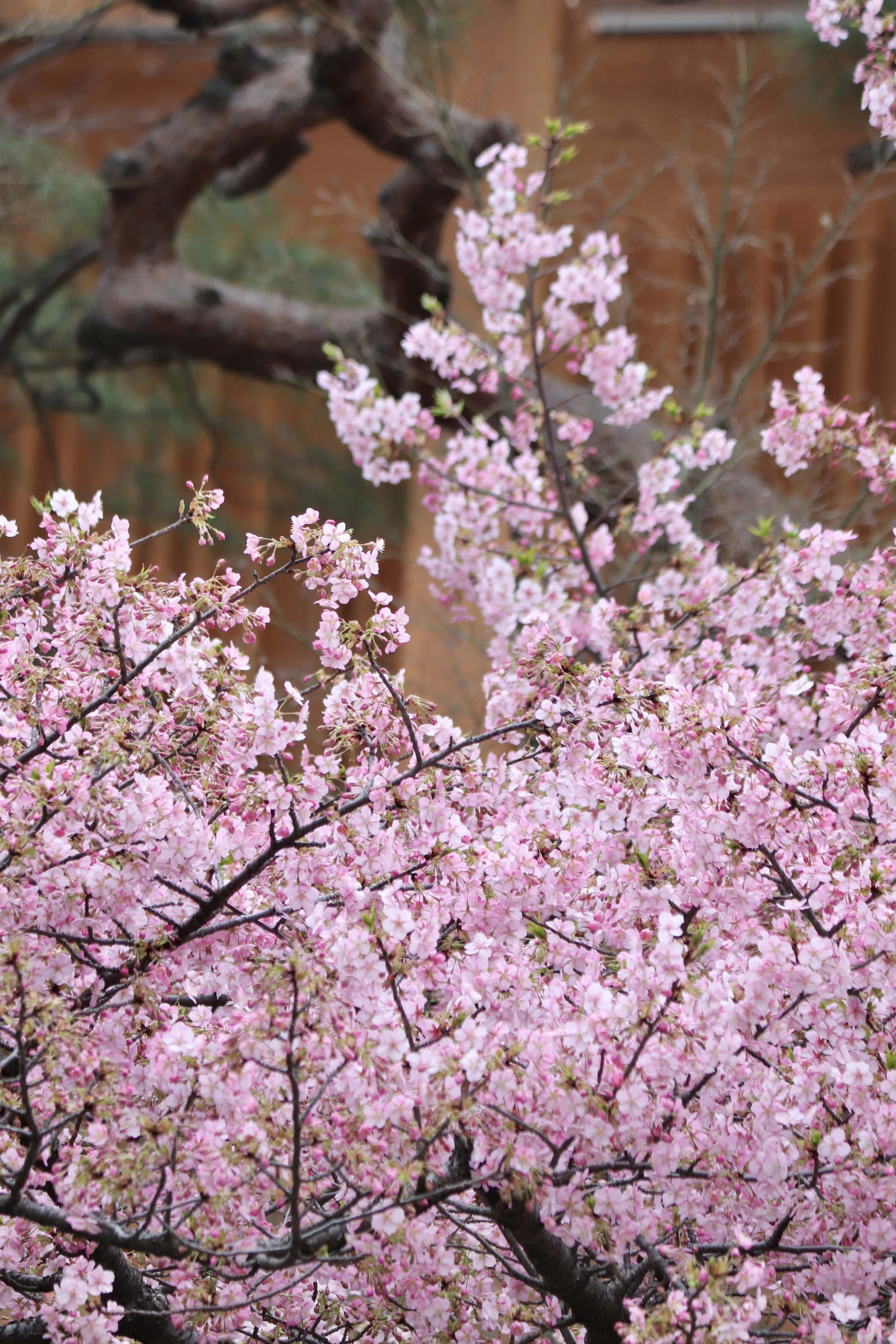 2026八芳園の桜速報2】河津桜が見頃を迎え、日本庭園に春の訪れを