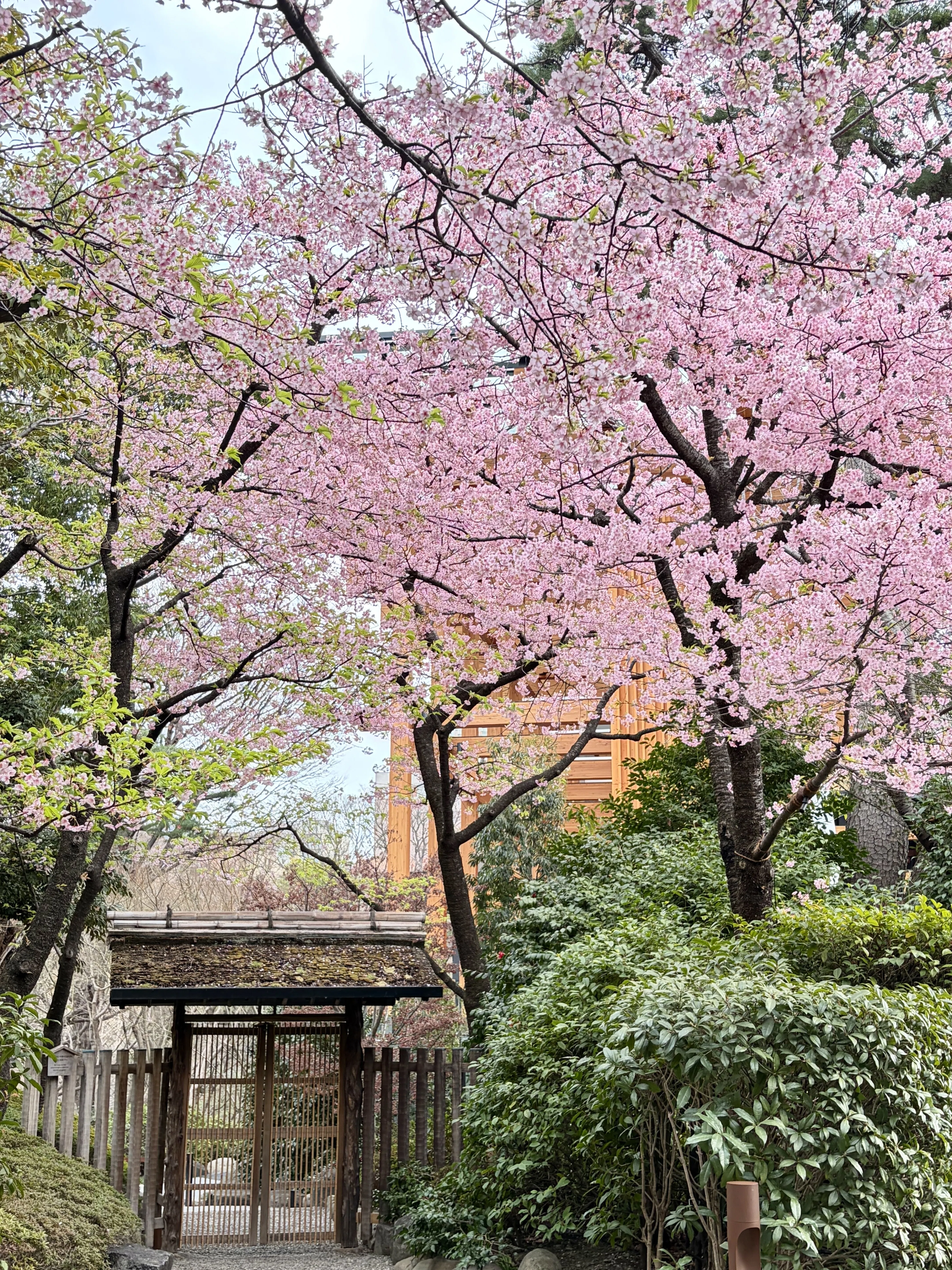 2026八芳園の桜速報2】河津桜が見頃を迎え、日本庭園に春の訪れを