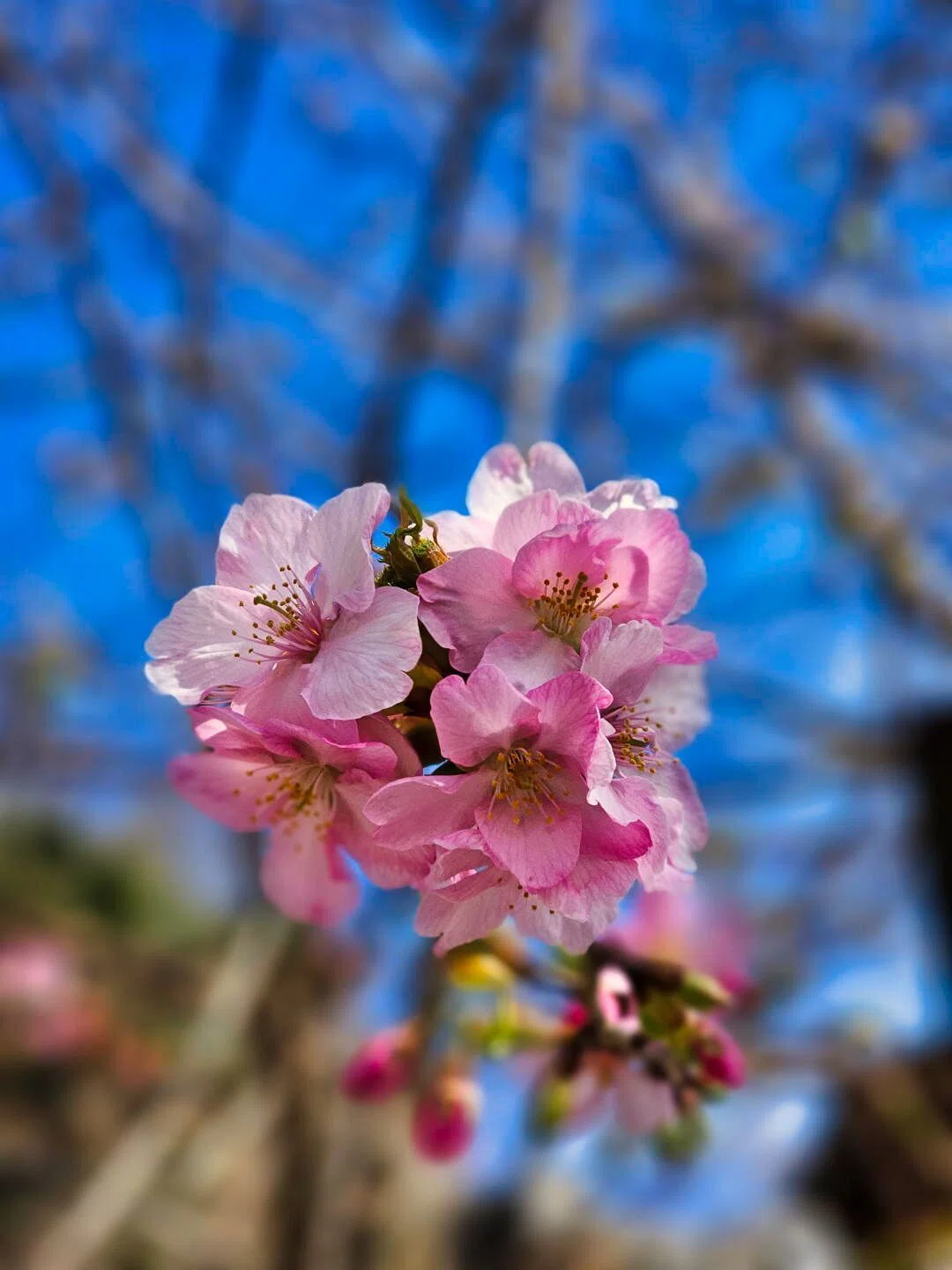 桜が咲き始めました♪ 2026年①2/24｜山陰のジロー/山陰の風景追いかけ