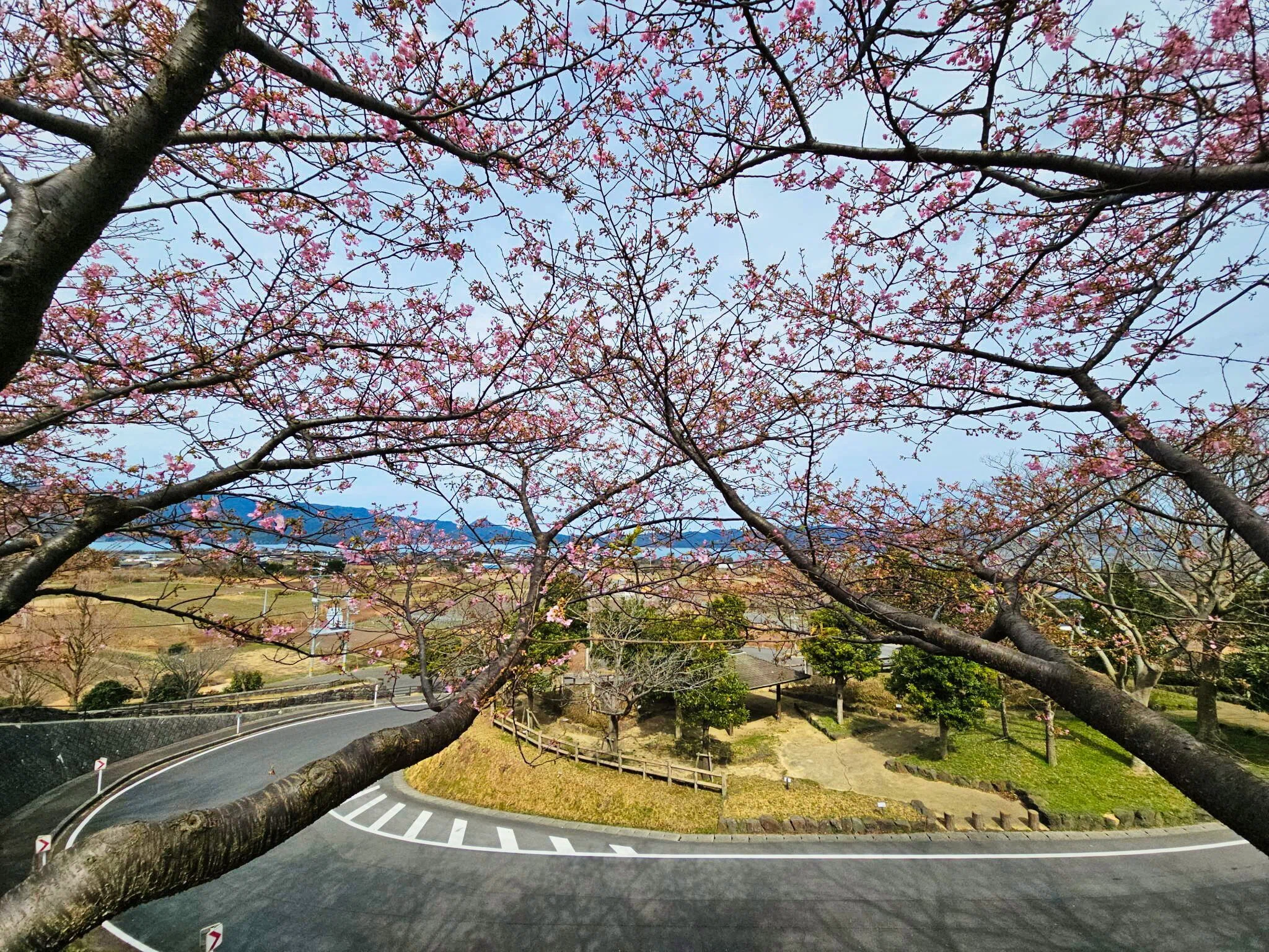 桜が咲き始めました♪ 2026年①2/24｜山陰のジロー/山陰の風景追いかけ