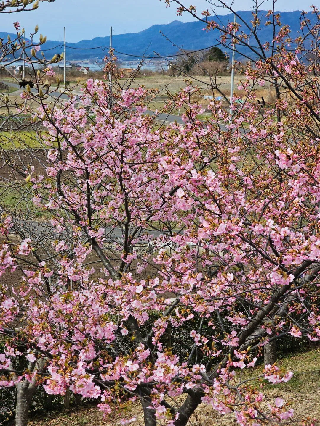 桜が咲き始めました♪ 2026年①2/24｜山陰のジロー/山陰の風景追いかけ