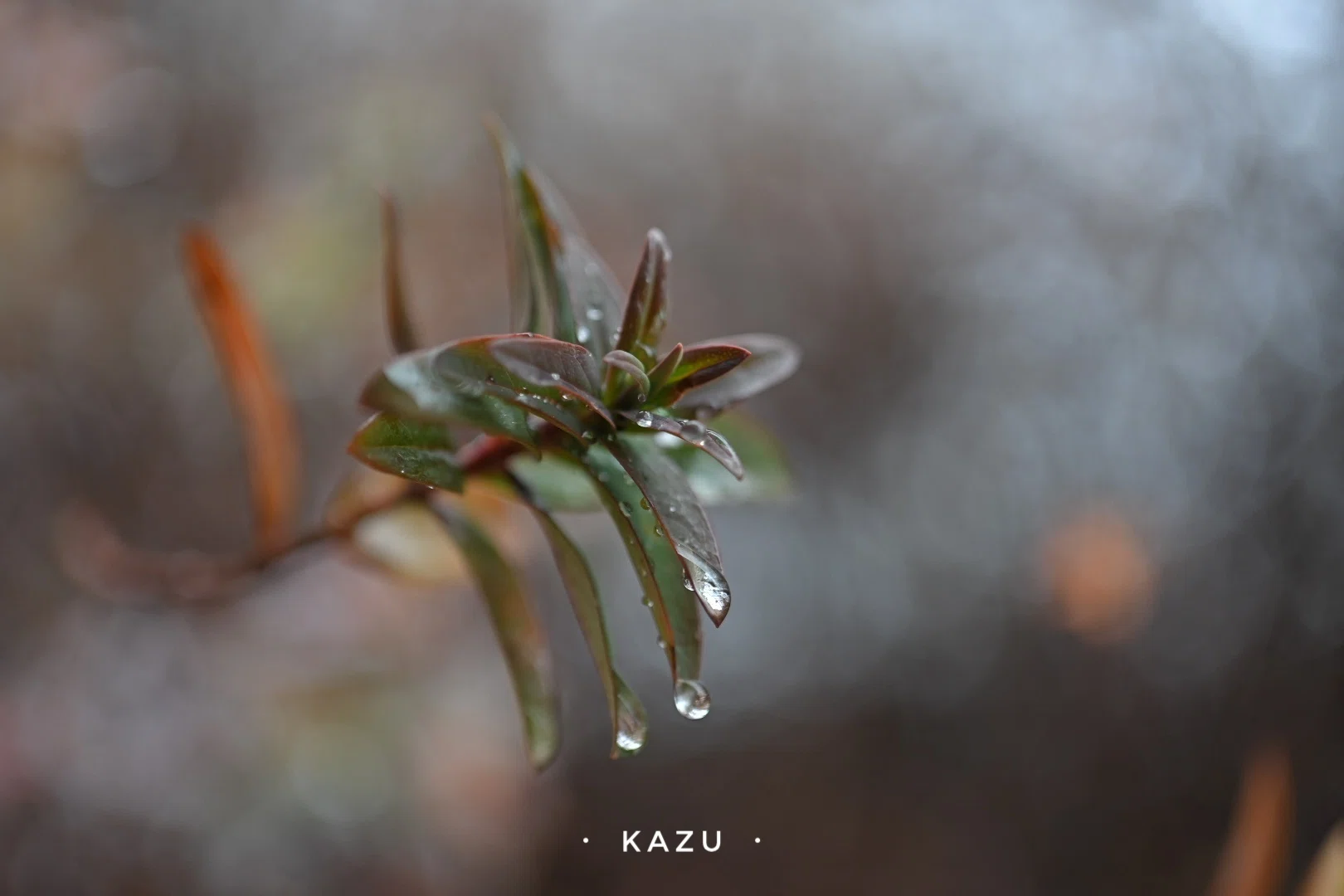 せっかくの雨なので写真を撮ろう｜kazukame12