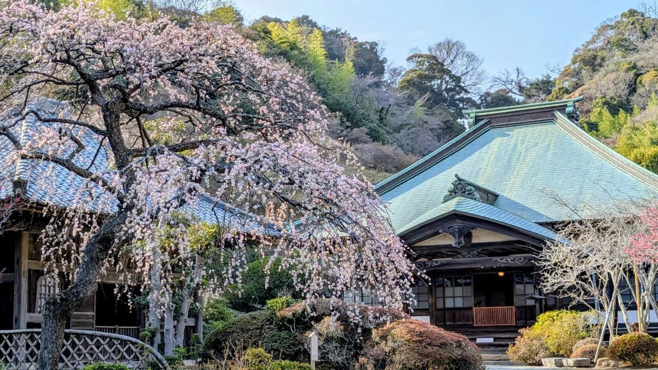鎌倉・扇ガ谷「海蔵寺の枝垂れ梅 2026」【四季折々の花、草木】〈名所 