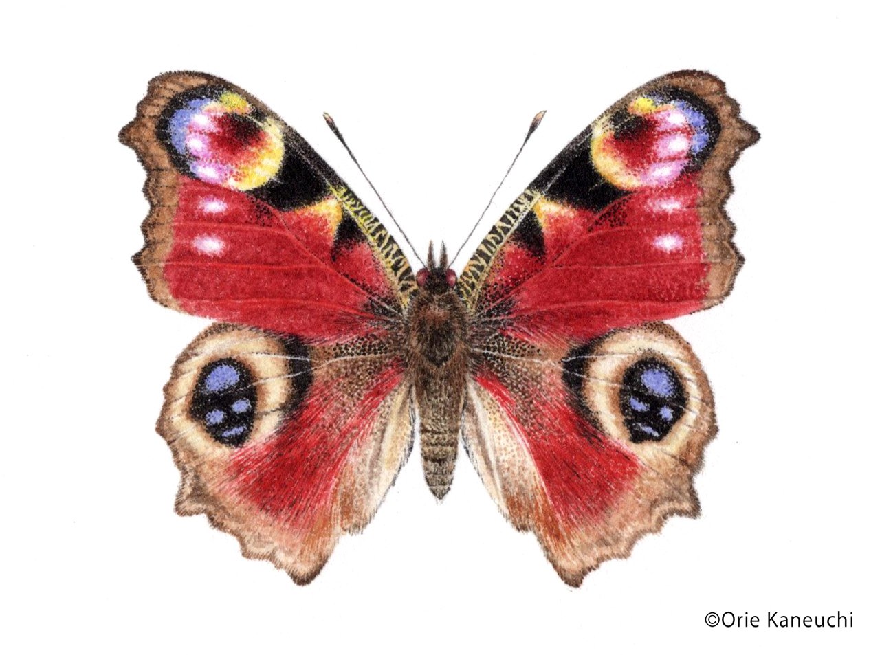 クジャクチョウ｜orie