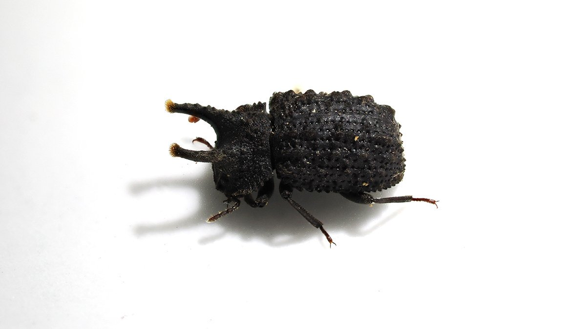 コブスジツノゴミムシダマシ｜Hinata