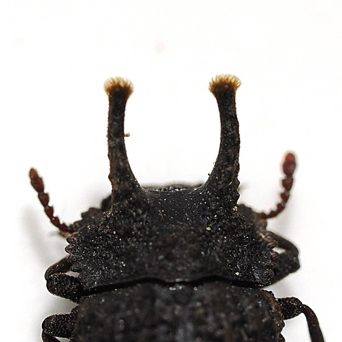 コブスジツノゴミムシダマシ｜Hinata