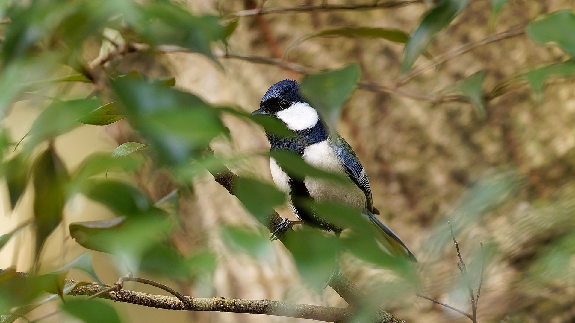 Canon EF500mm F4L IS II USM を見直す｜神戸の野鳥note@きたの みつよし
