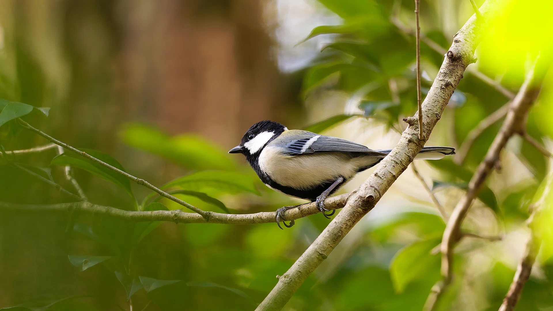 野鳥撮影に！Canon EF500mm F4L IS USM 野鳥撮影に最適なレンズ』 CANON EF500mm F4L IS USM のクチコミ掲示板
