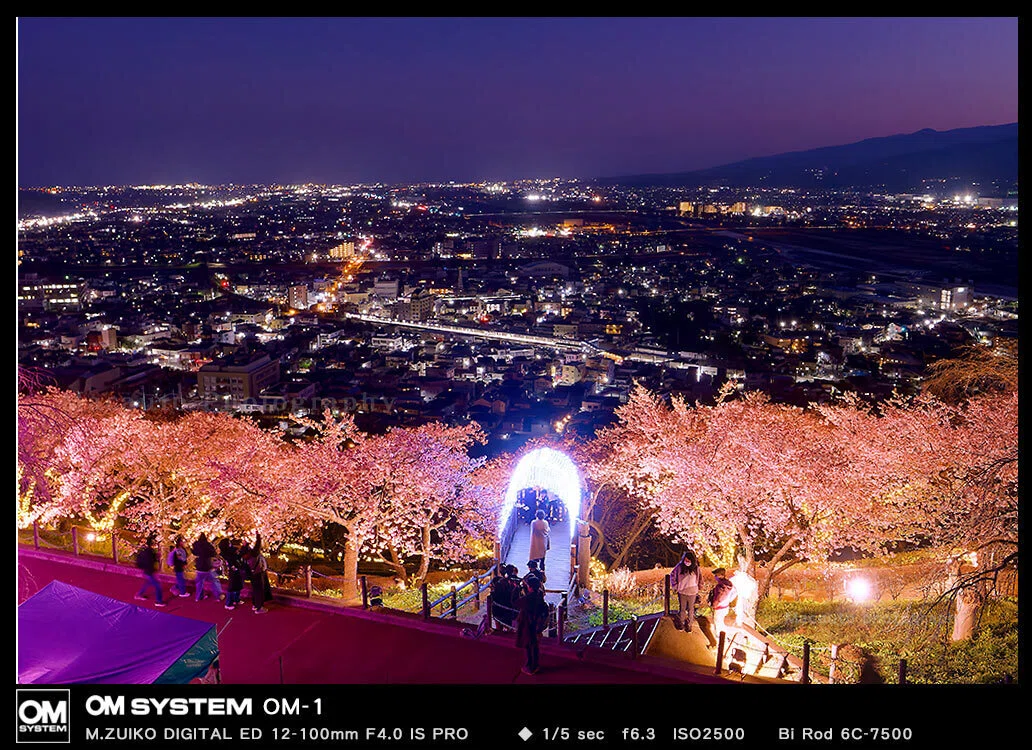 光の散歩道 ～ 西平畑公園 夜桜ライトアップ｜Macauto