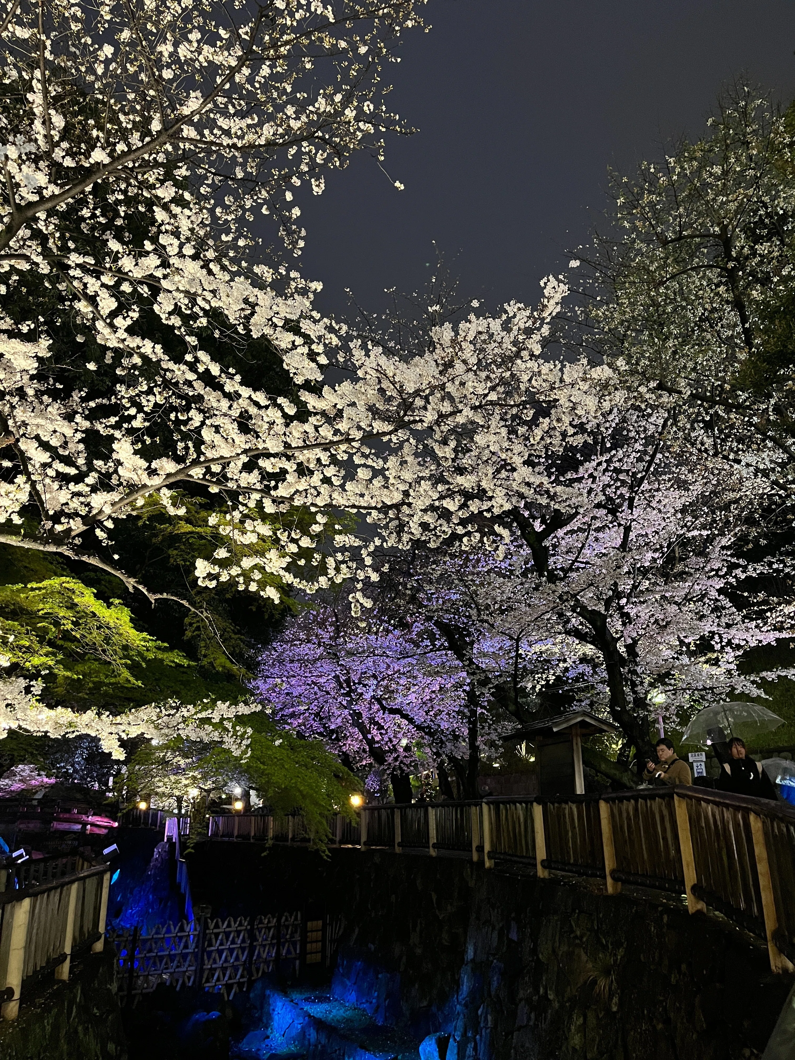 桜前線を追いかけた1ヶ月、のんびり春の旅｜葵