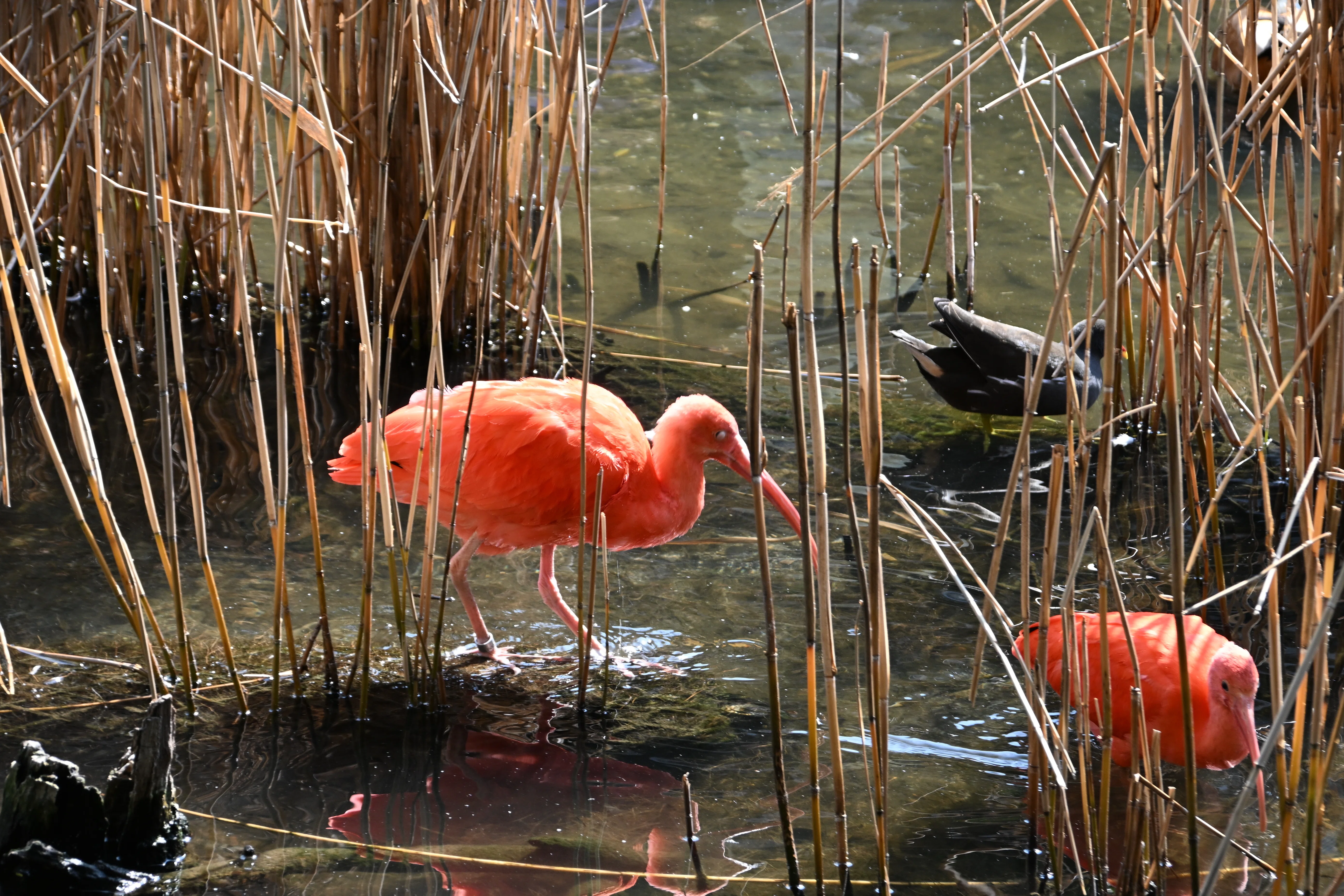 20260221_神戸どうぶつ王国【Nikon Z50IIと動物園】｜山ネズミ