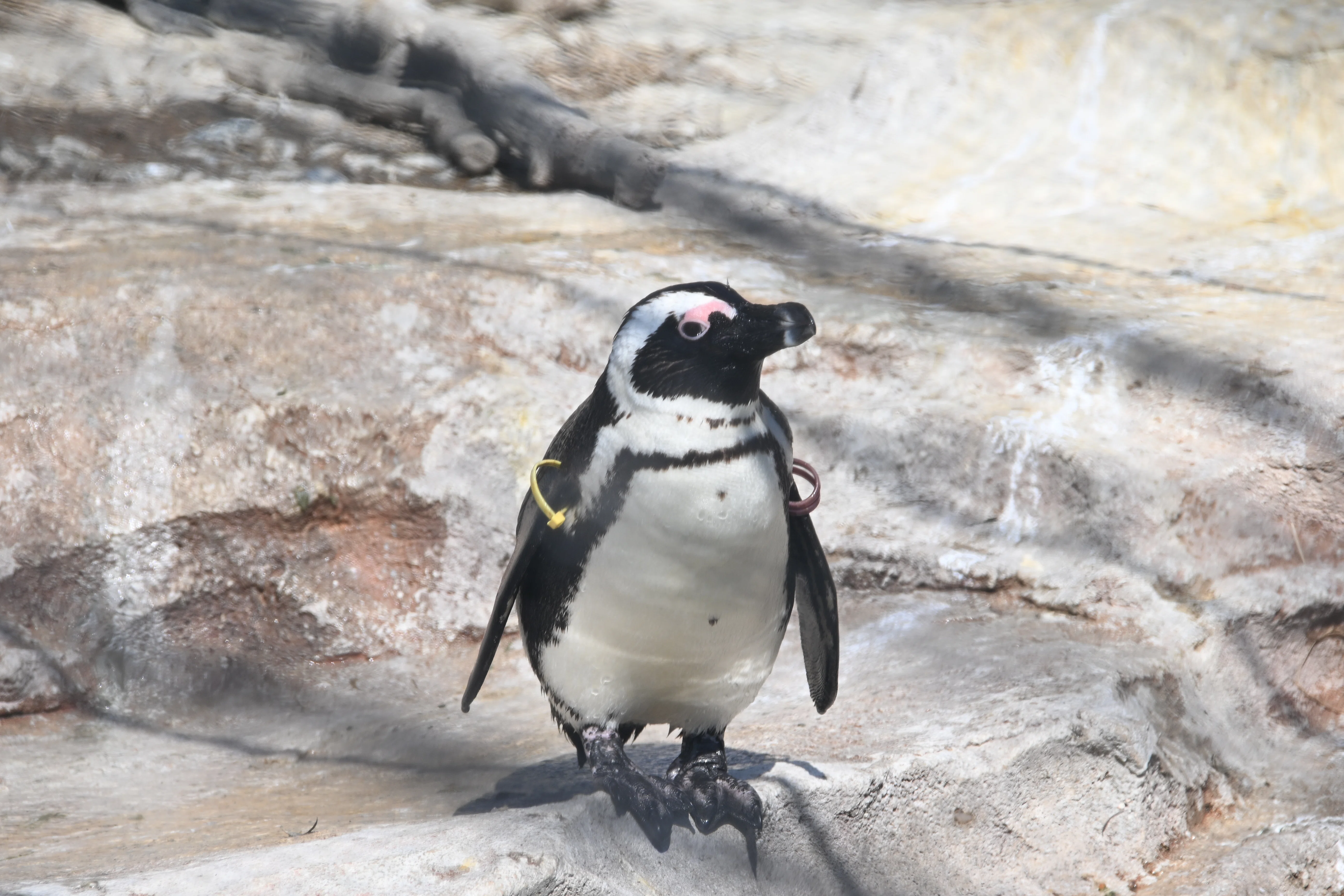 20260221_神戸どうぶつ王国【Nikon Z50IIと動物園】｜山ネズミ