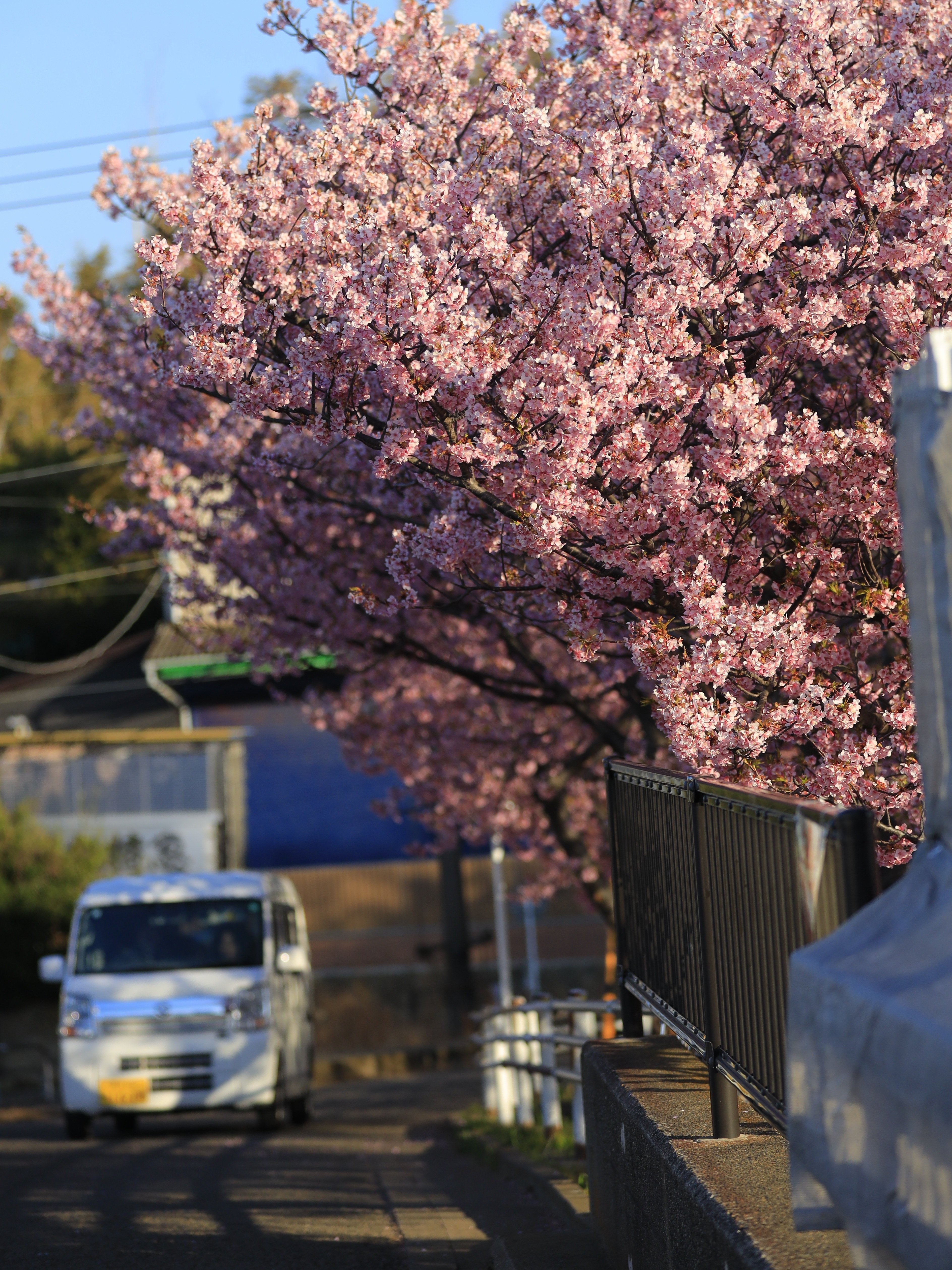 河津桜、満開リベンジと、息子ドライブ練習の巻｜わびさん（関東風景紀行）