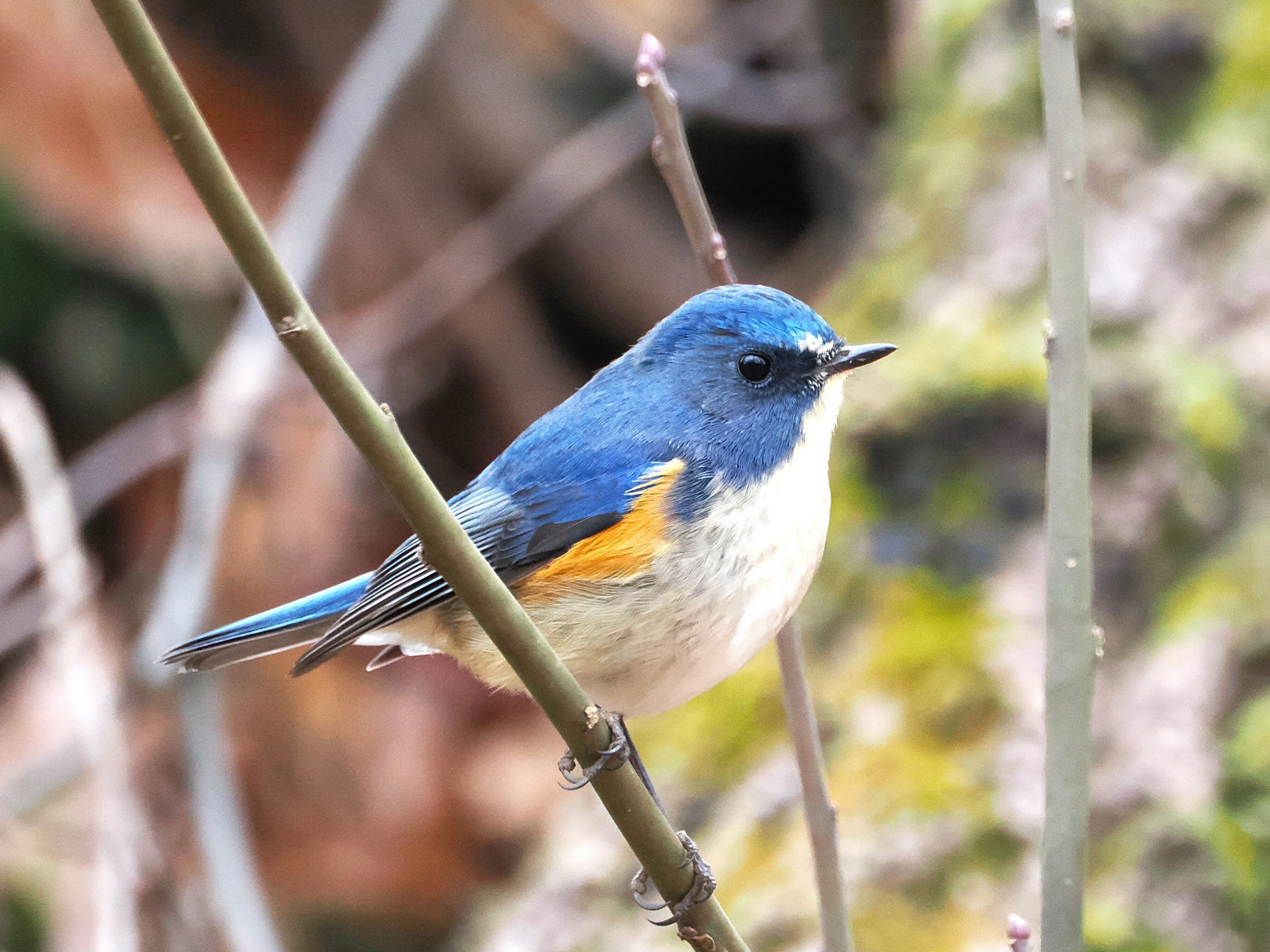 曇天の探鳥散歩：ルリ男とのひと時｜もずきち
