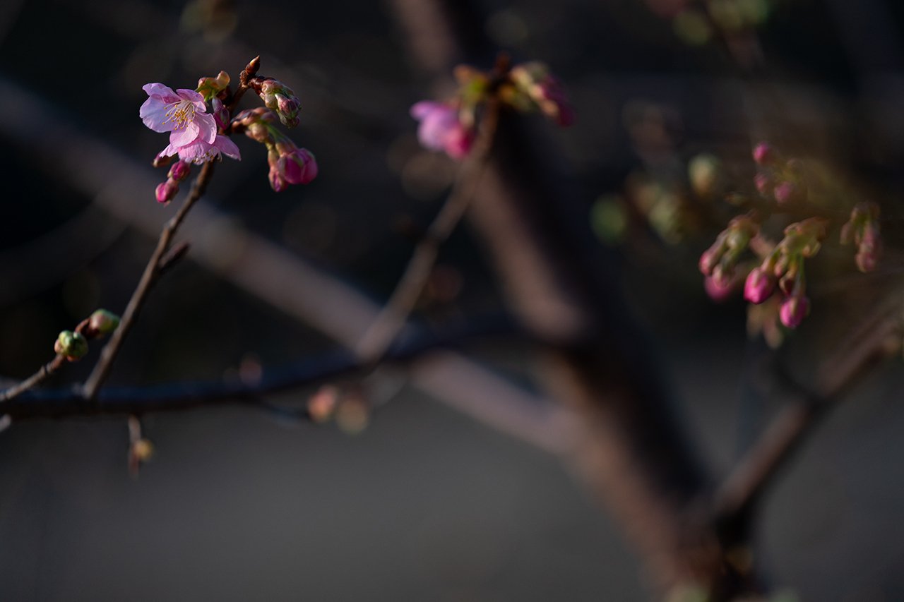 The SNAP (25) 桜咲く 🆓｜Dick Sugi