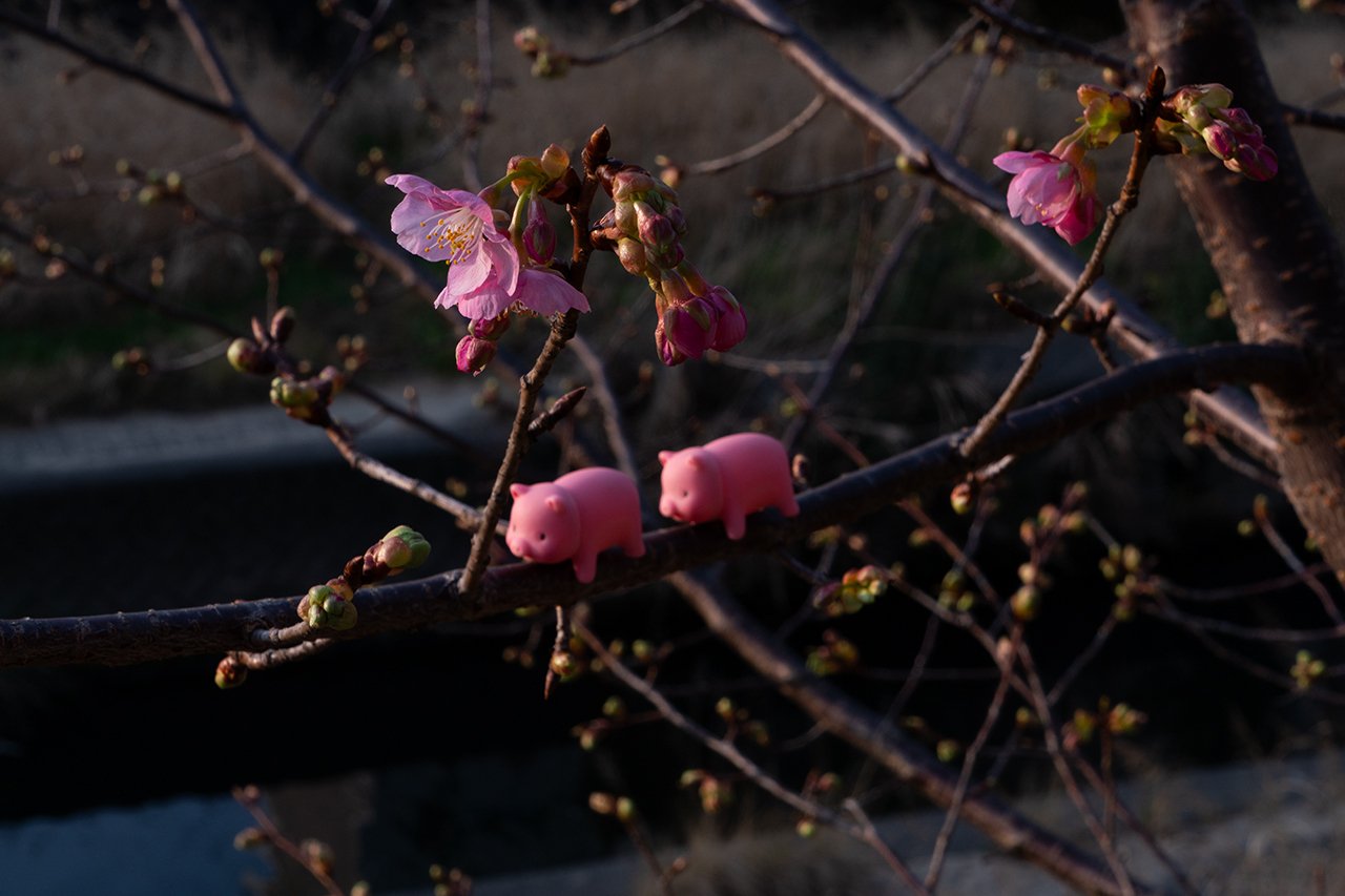 The SNAP (25) 桜咲く 🆓｜Dick Sugi