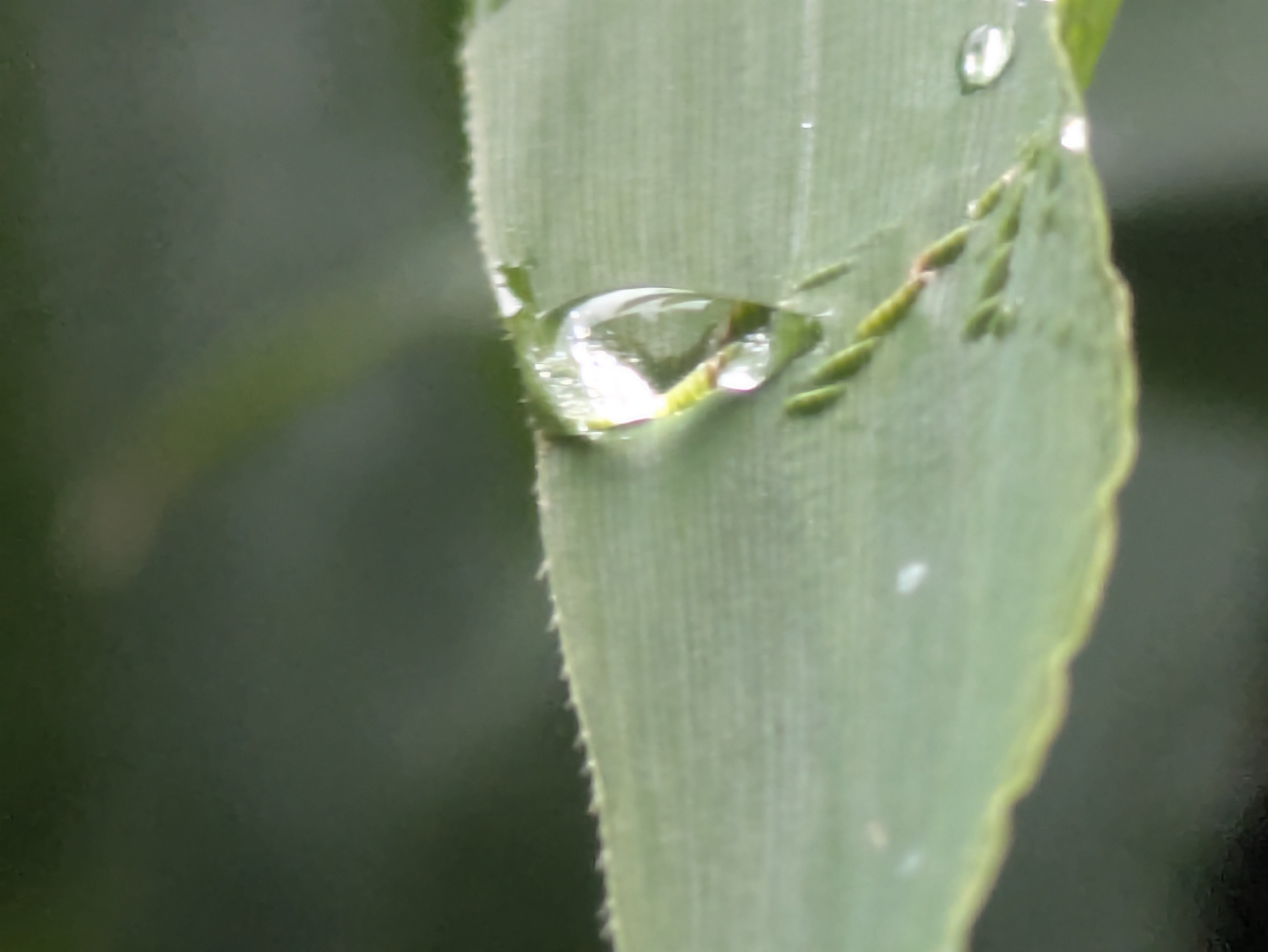 今朝の水滴②｜ichiro70