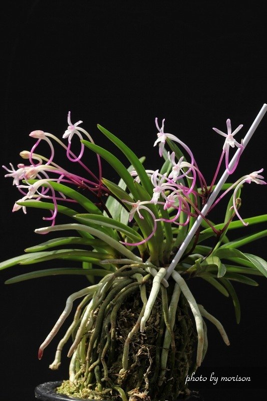 富貴蘭「朱天王」の花（過去の画像倉庫から）｜KJ Morison