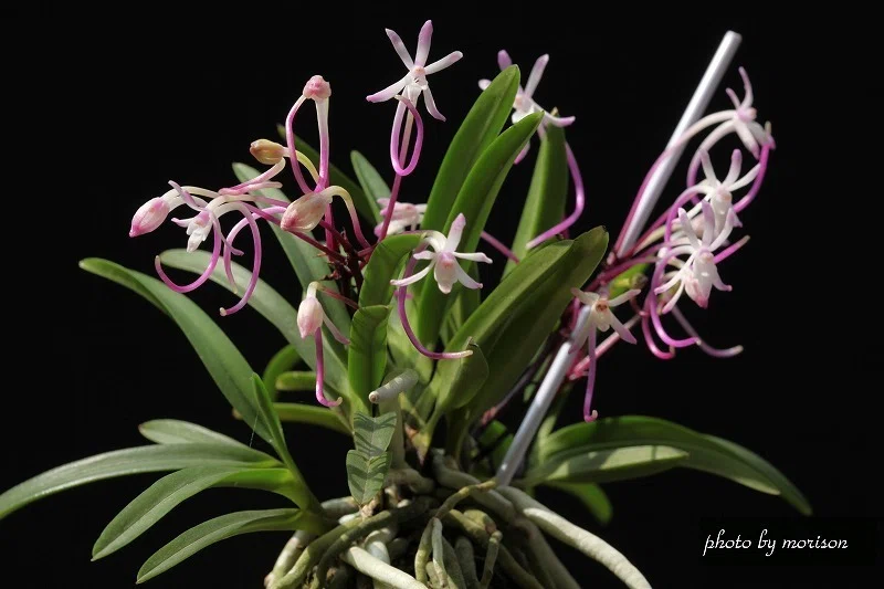 富貴蘭「朱天王」の花（過去の画像倉庫から）｜KJ Morison