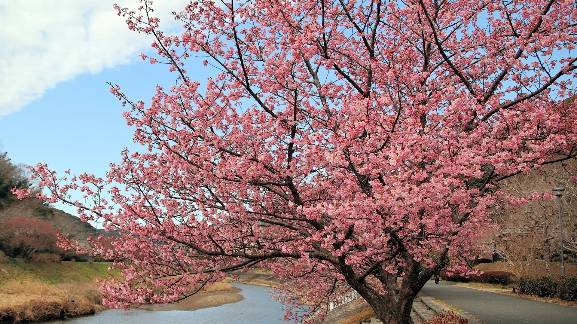 桜だけじゃない！春に行きたい