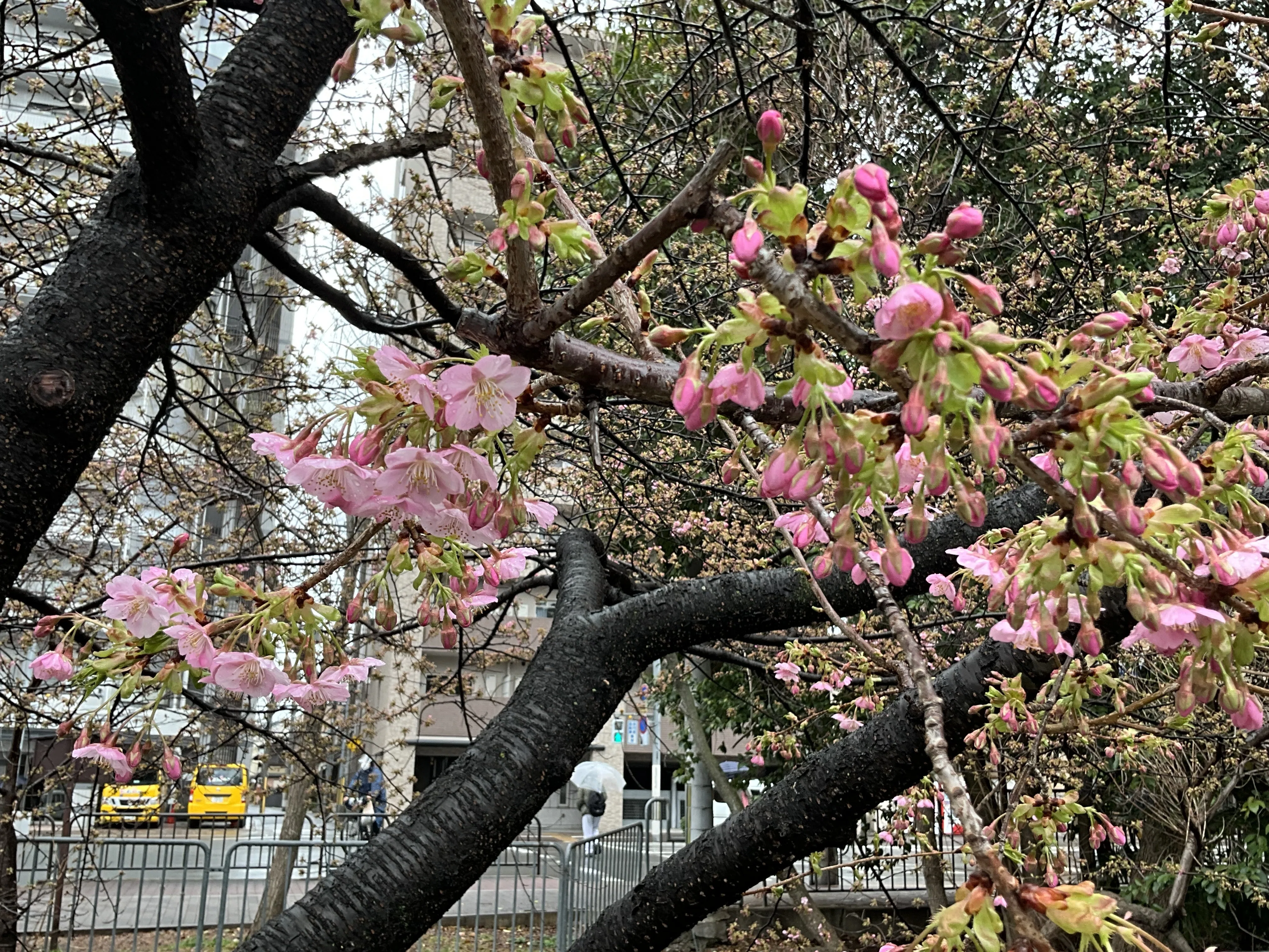 一条戻橋の河津桜が一分咲き：2026年2月25日（水）｜藤井秀昭（『京都