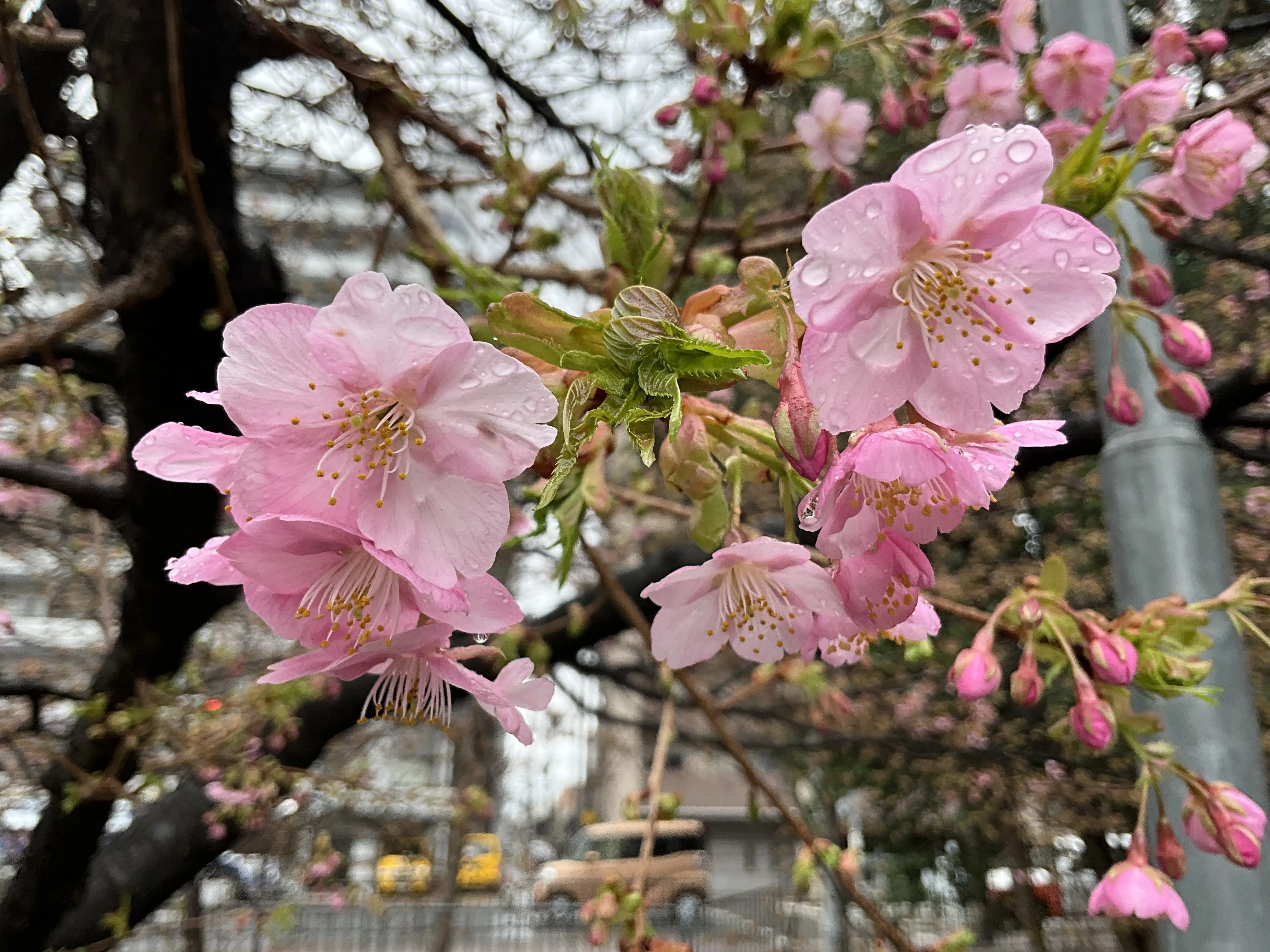 一条戻橋の河津桜が一分咲き：2026年2月25日（水）｜藤井秀昭（『京都